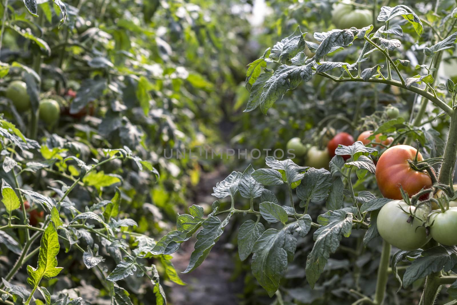 Great picture of a healty garden with tomatoes