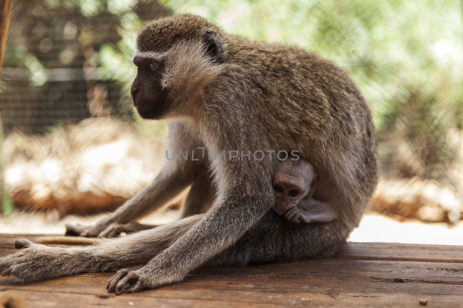 Beautiful Monkey mother with a cute little baby