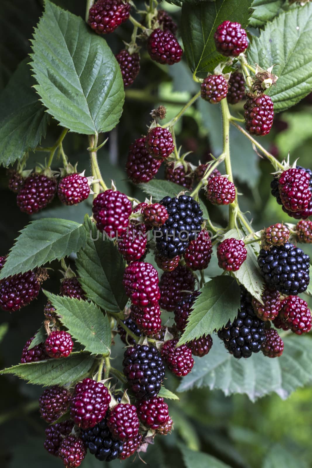 Beautiful picture of blackberries and idea of nature