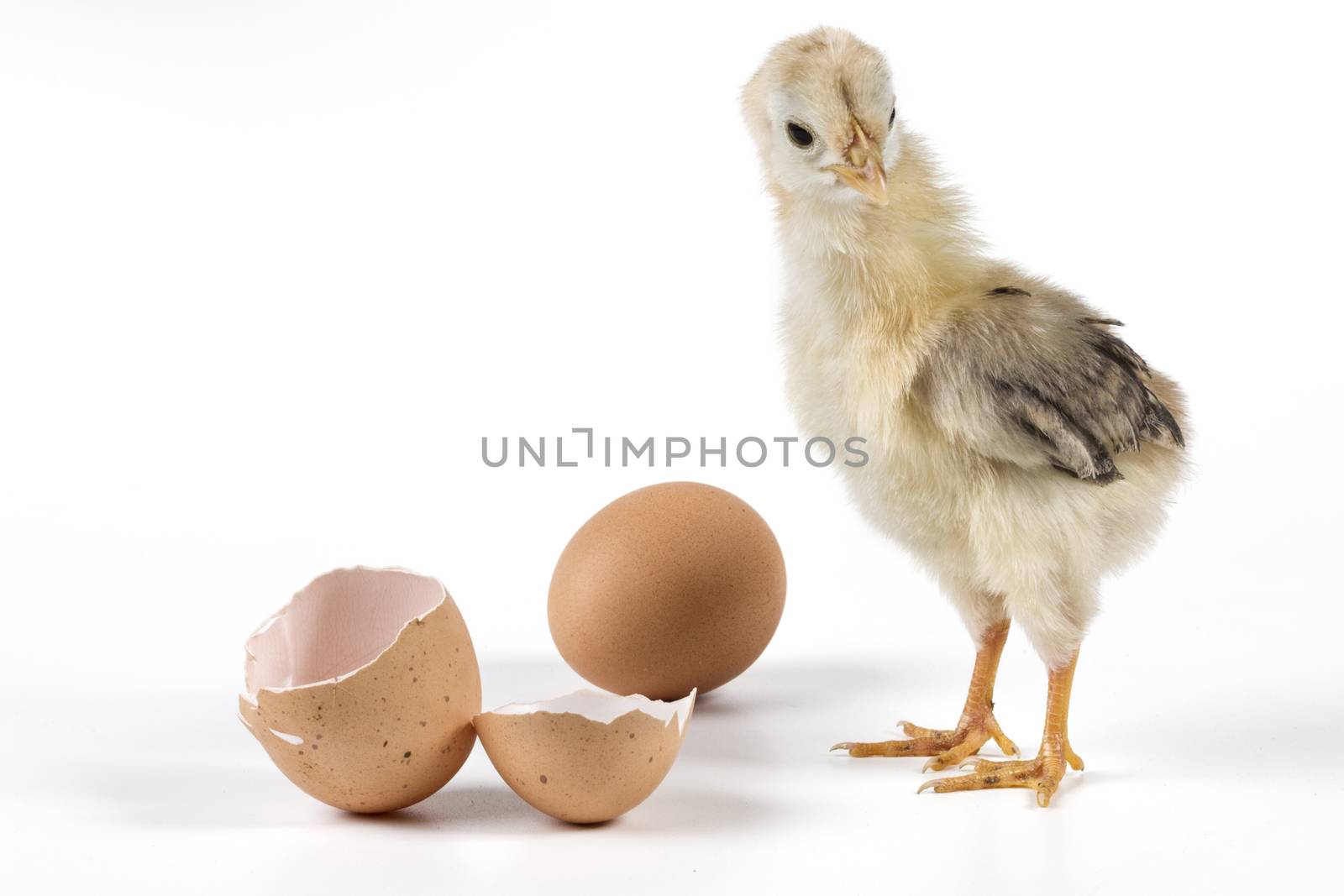 Broken egg and chicken isolated on white background with shadow