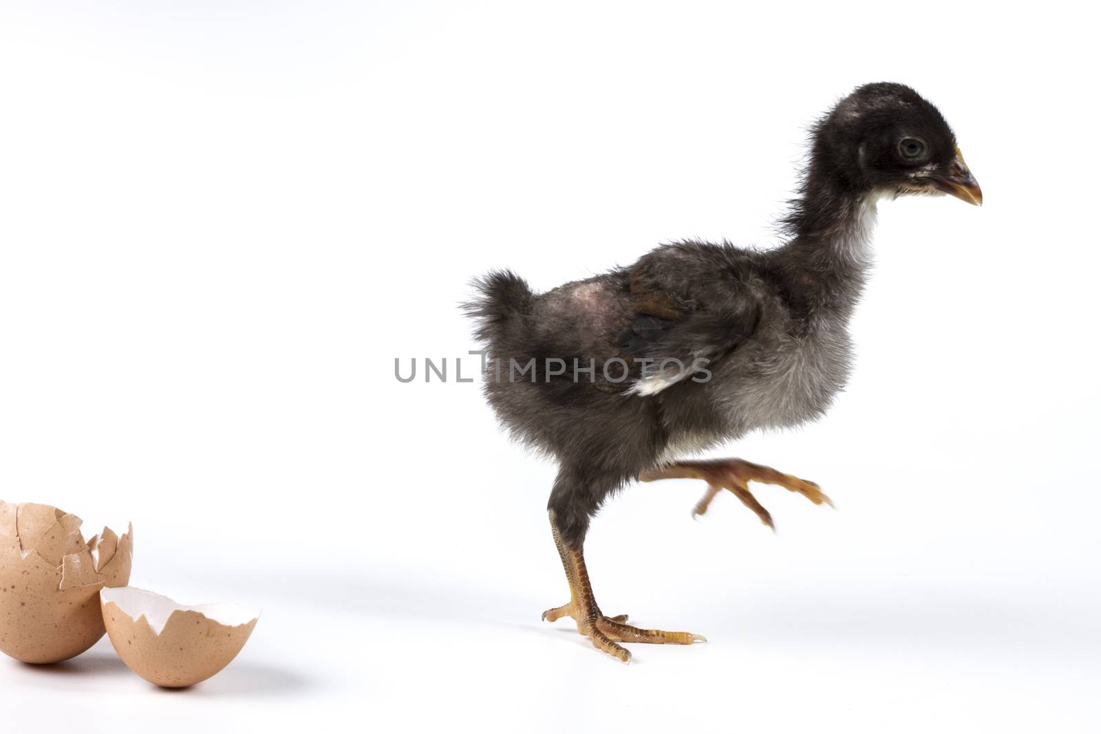 Broken egg and chicken isolated on white background with shadow