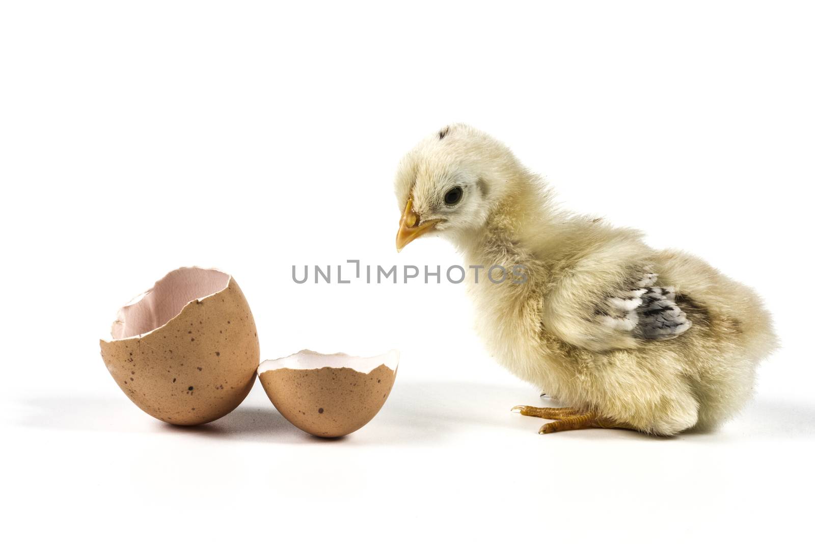 Broken egg and chicken isolated on white background with shadow