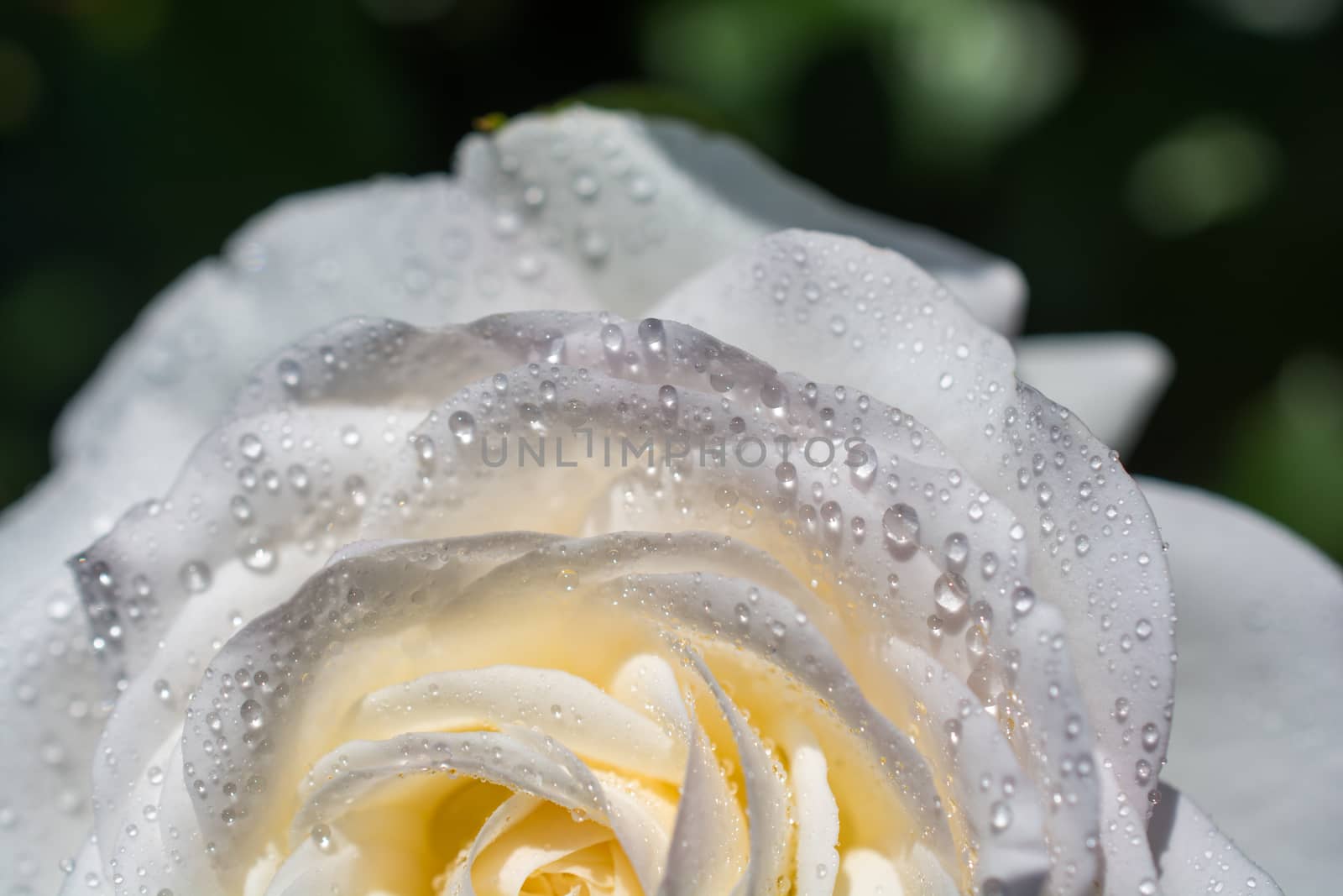 Beautiful fresh roses in close up view