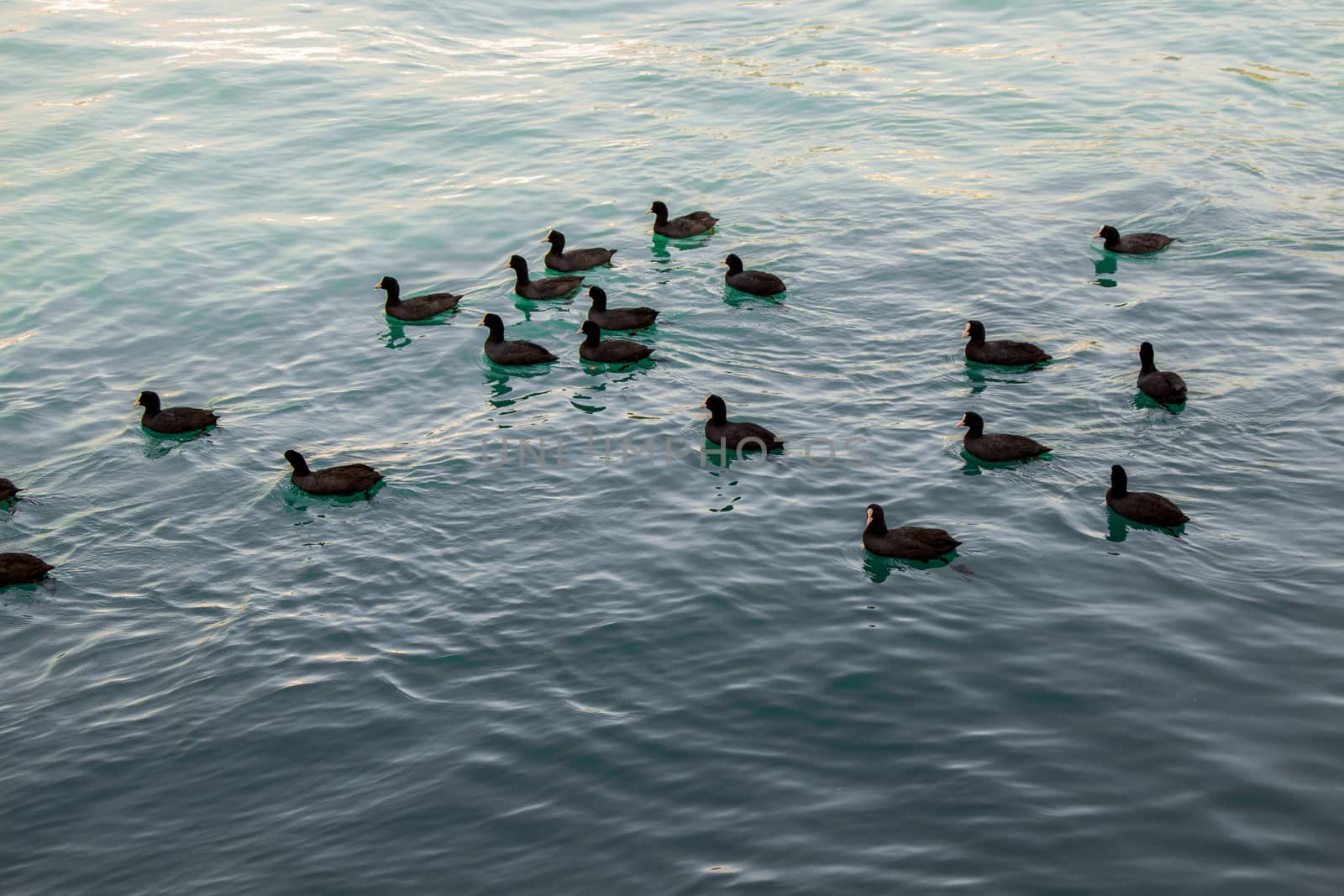 Flock of birds on water with water surface background