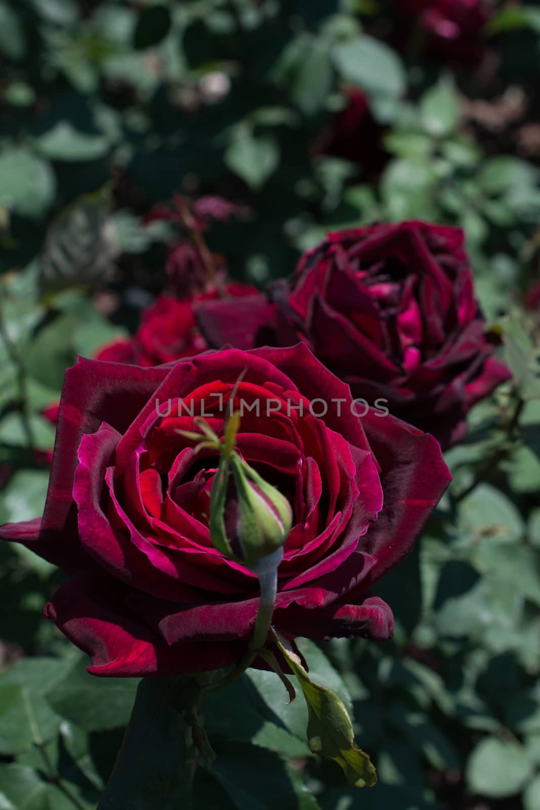 Blooming beautiful colorful roses in the garden background