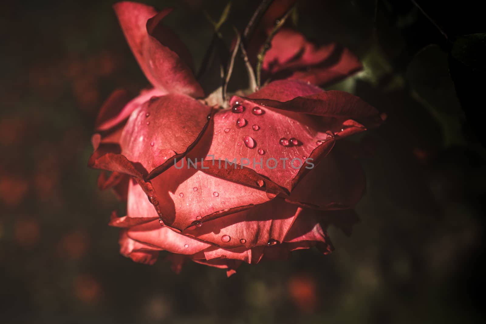 Beautiful colorful Rose with water drops on it