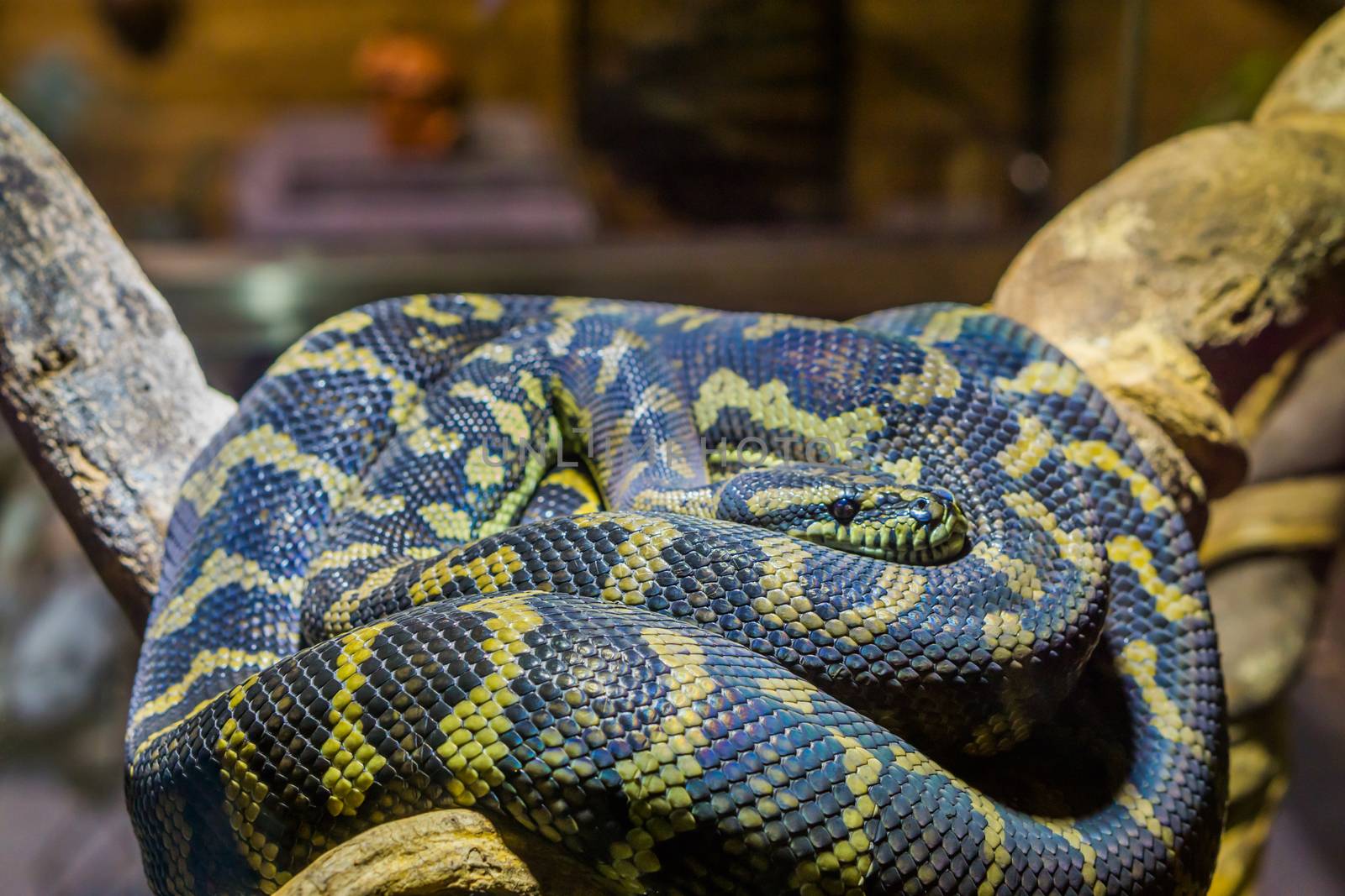 closeup of a yellow with black snake on laying on a branch, tropical reptile