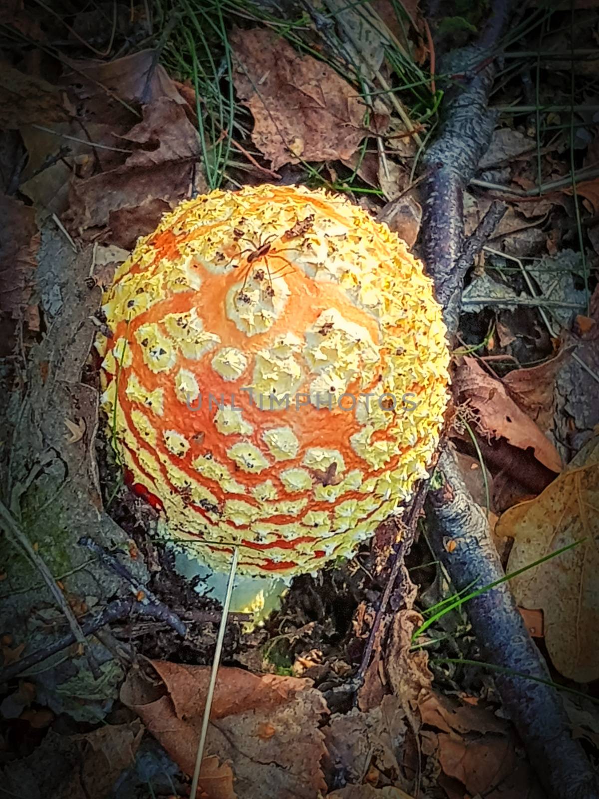 Amanita Muscaria. Red poisonous Fly Agaric mushroom in forest