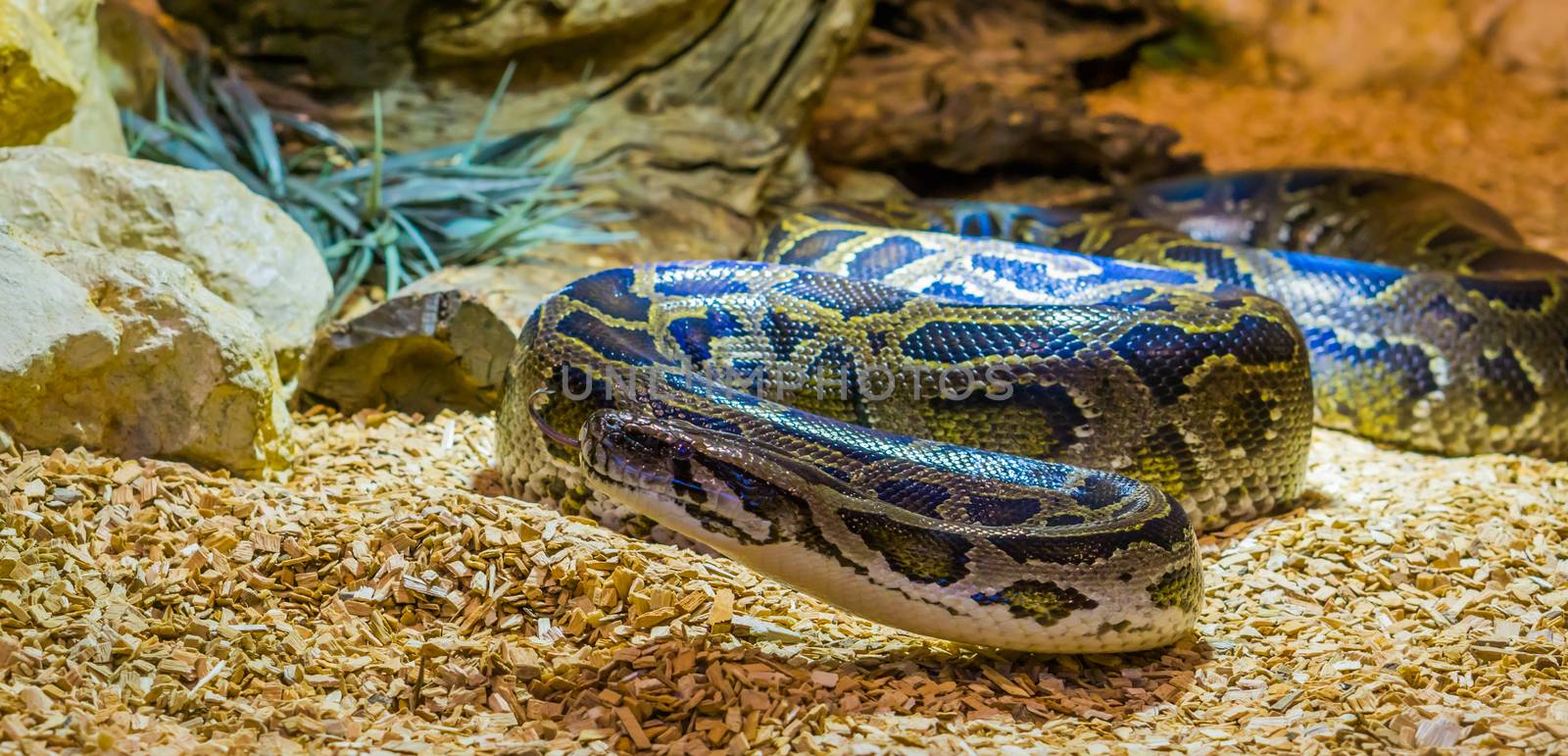 burmese python crawling over the ground and sticking its tongue out, vulnerable specie from Asia by charlottebleijenberg