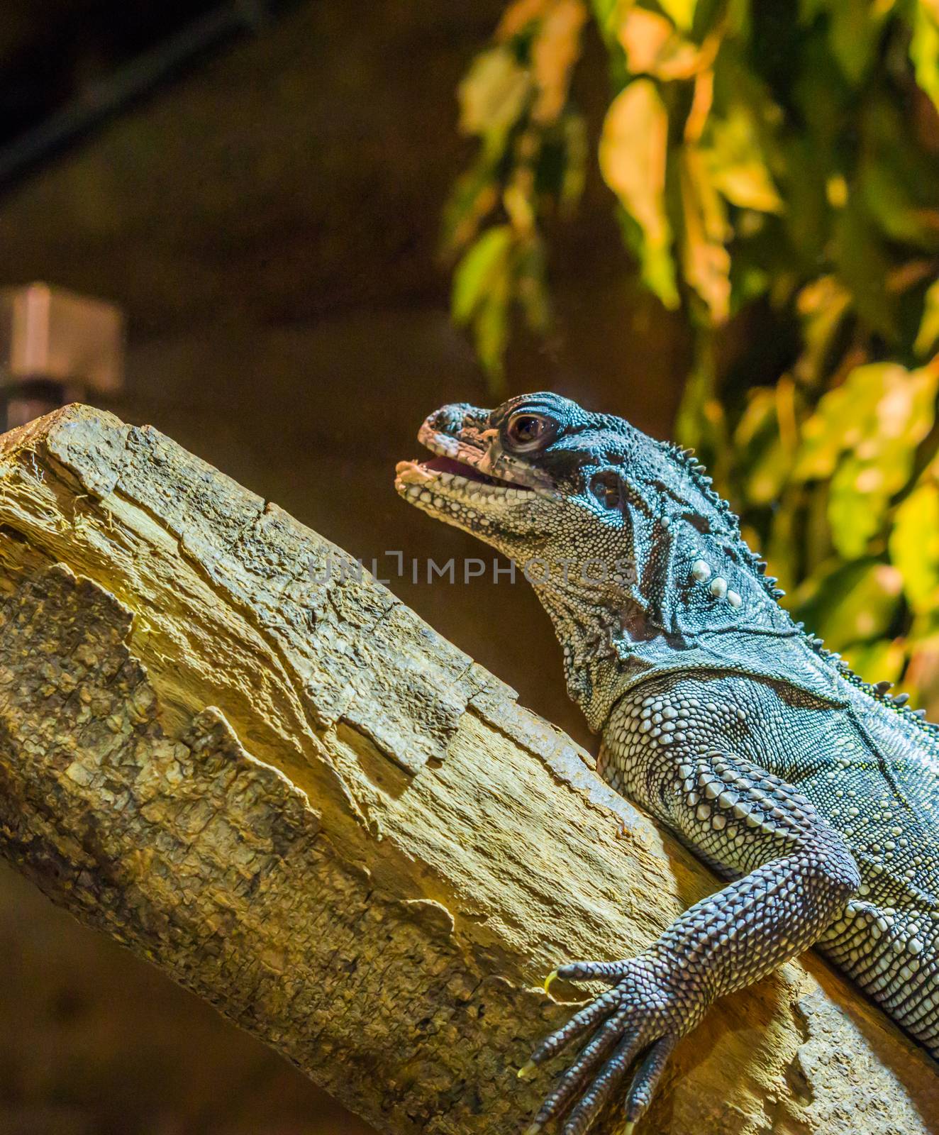 closeup of a amboina sail fin lizard sitting on a branch, tropical iguana from indonesia