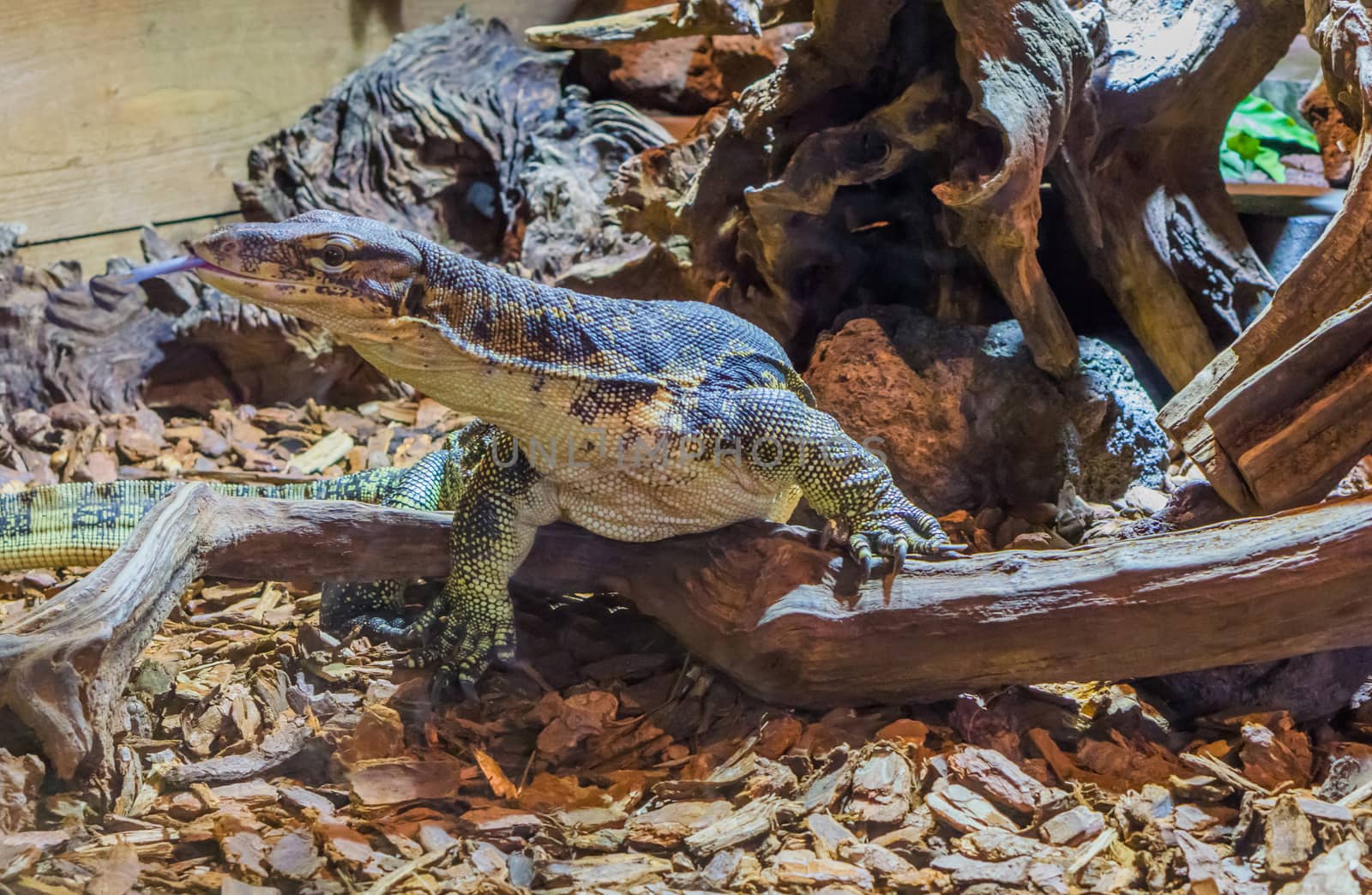 Asian water monitor lizard sticking out his tongue while standing on a branch, Venomous reptile from Asia