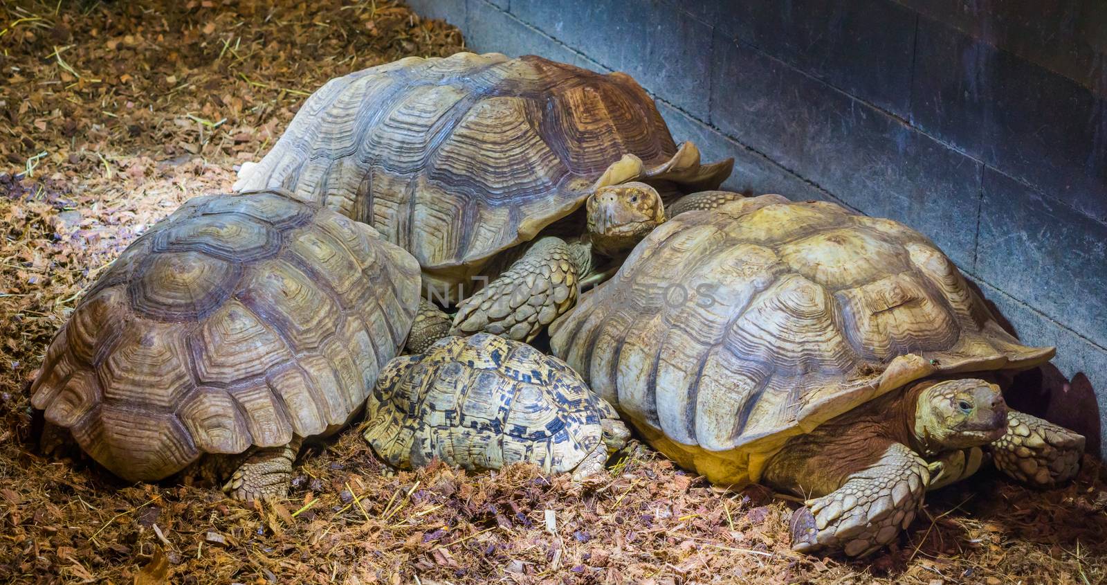 family of african spurred tortoises laying together with 1 juvenile, big land turtles from africa by charlottebleijenberg