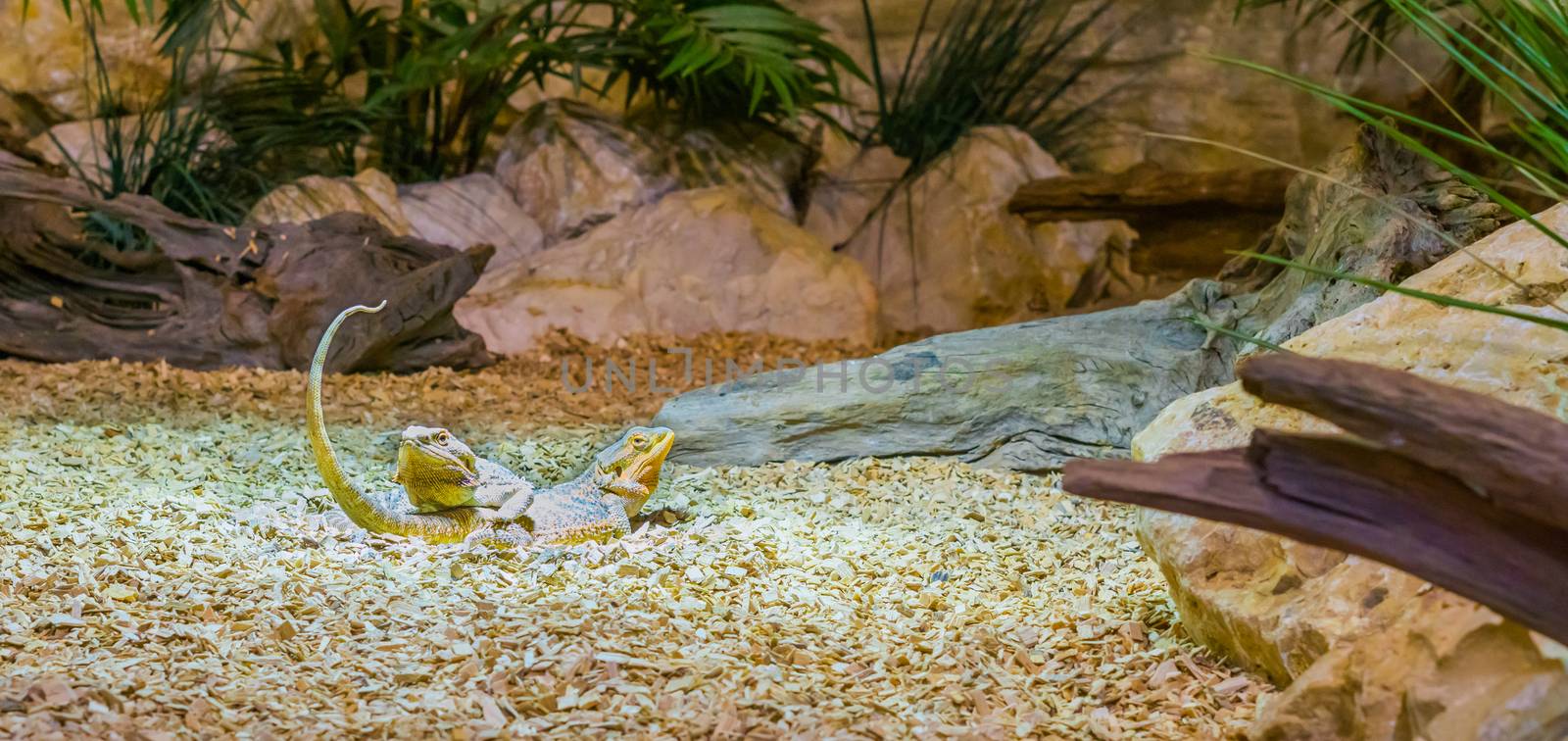 two central bearded dragon lizards laying on top of each other, reptile bonding, reptiles from australia by charlottebleijenberg