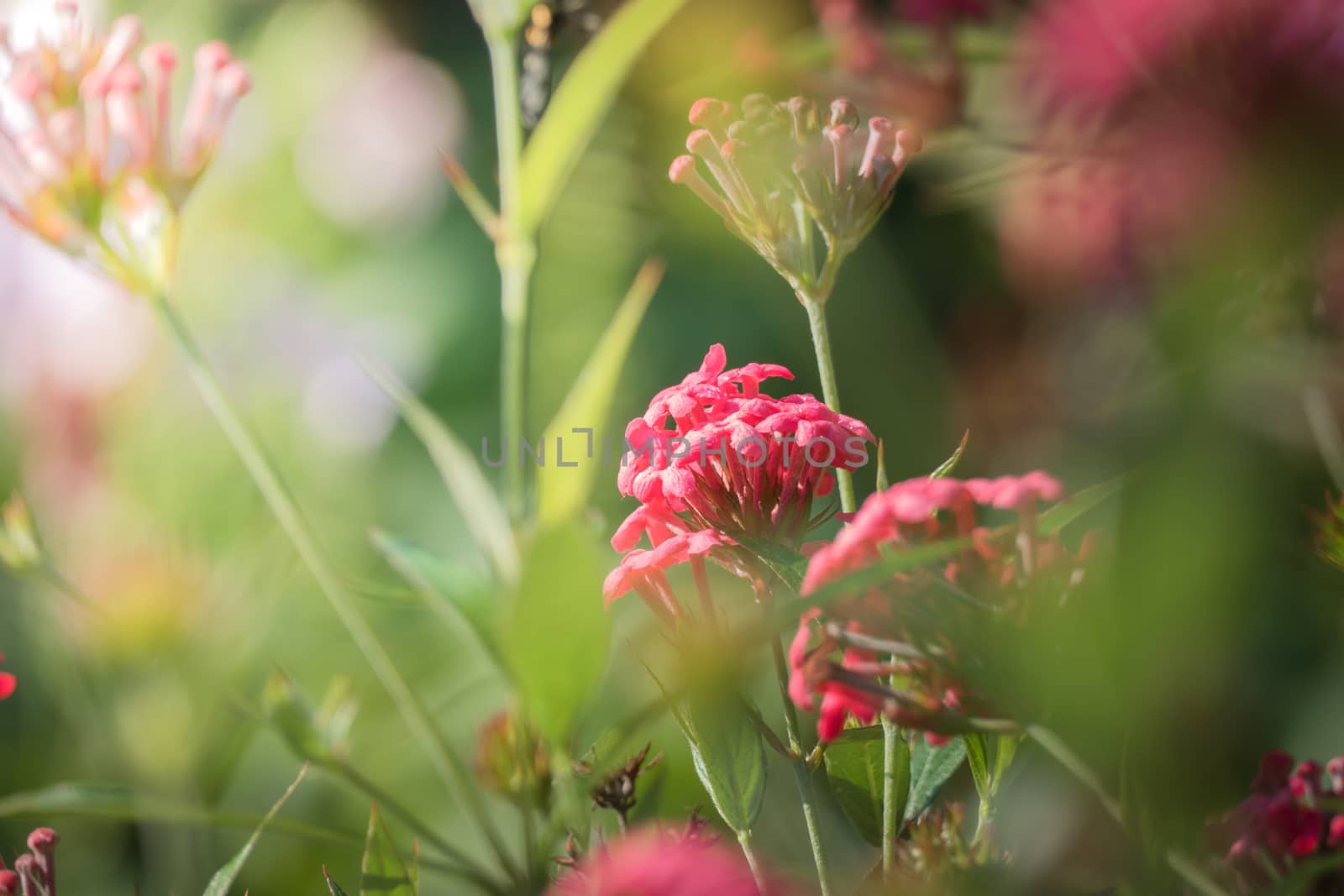 The background image of the colorful flowers, background nature