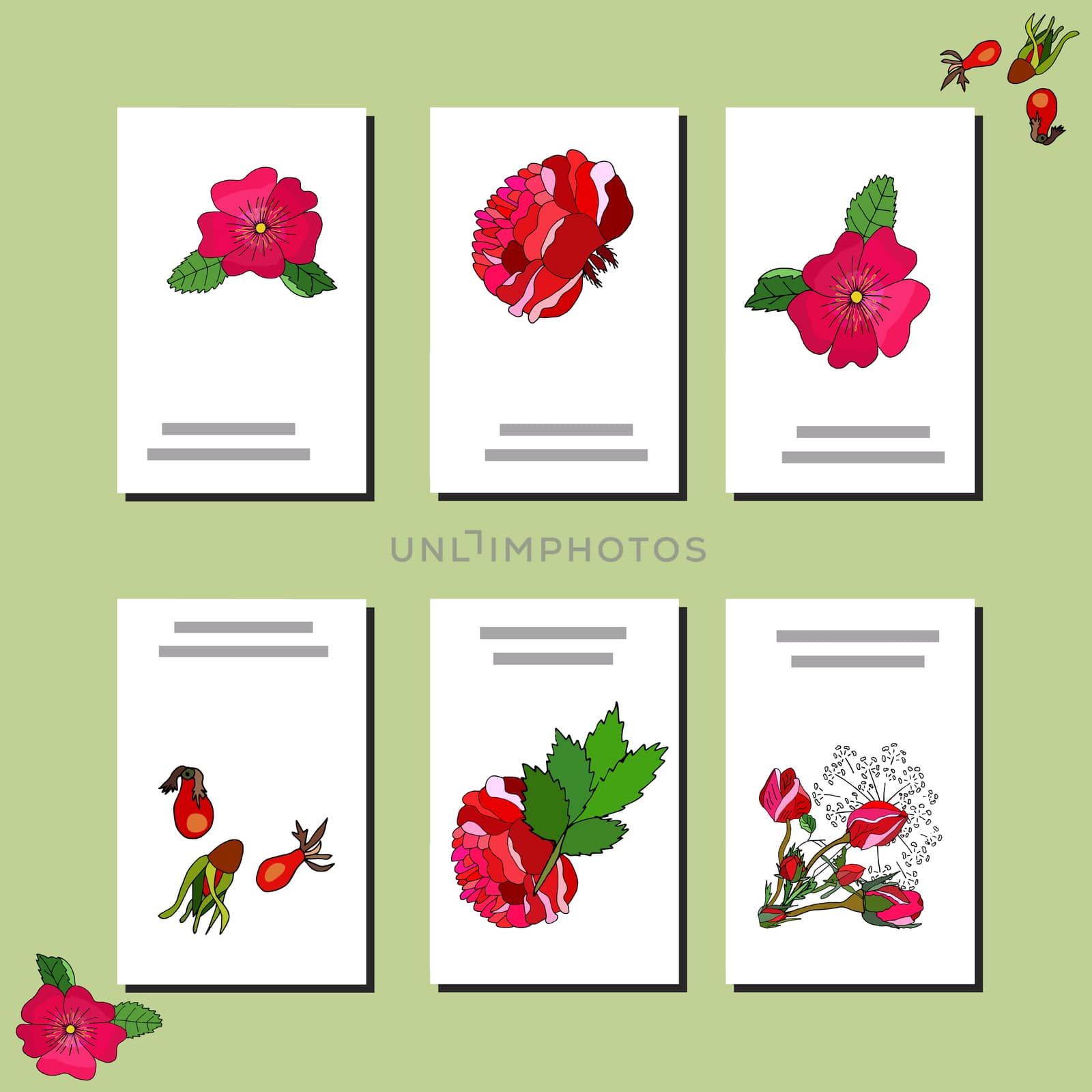 Collection of six cards design. Template design with red roses for romantic festive announcements, greeting cards, posters. Vector.