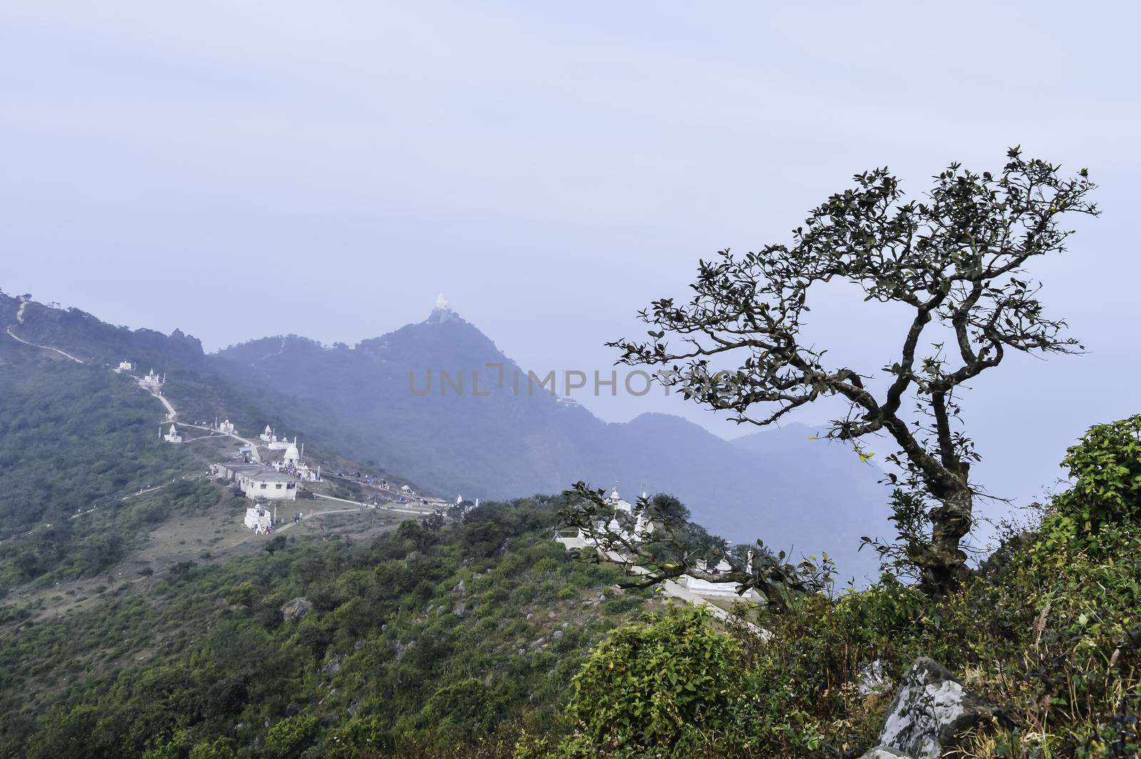 Stunning landscape with a single tree. Green summer meadow with big tree. ( Pareshnath Hill, Jharkhand, India)