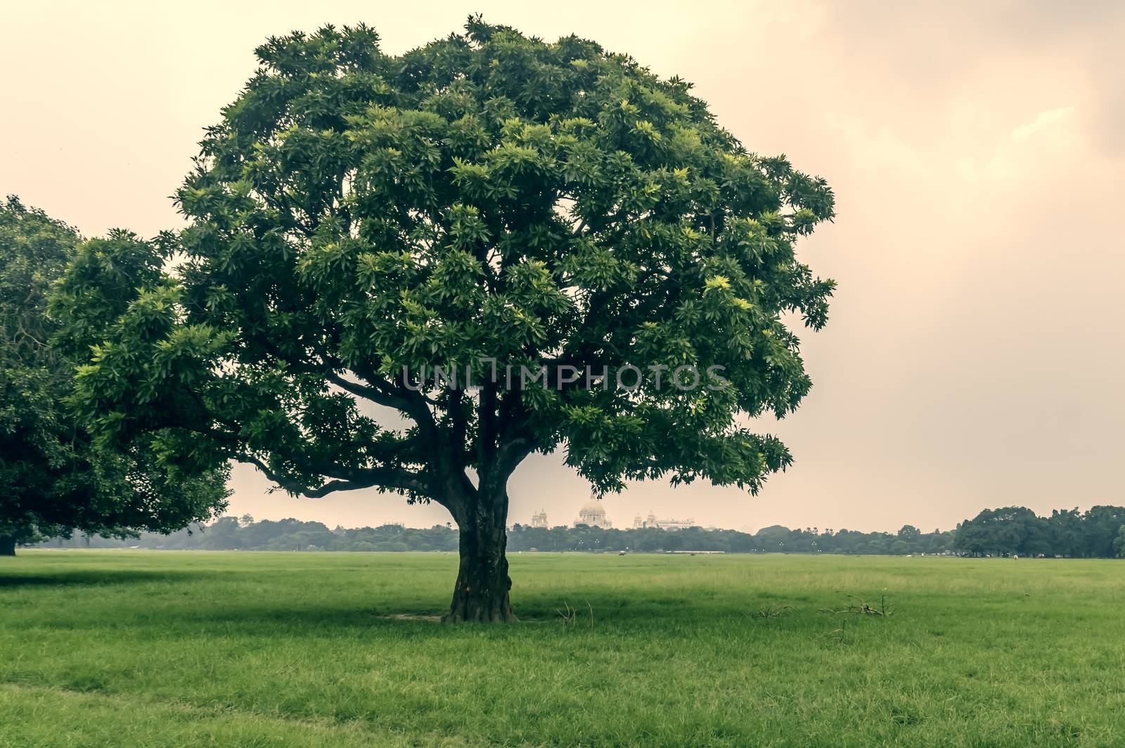 Old oak tree on meadows. A field on which grows one beautiful tall oak tree, a summer landscape in sunny warm weather. Single tree on Greenery in spring. Big alone tree in field. Tree of life concept.