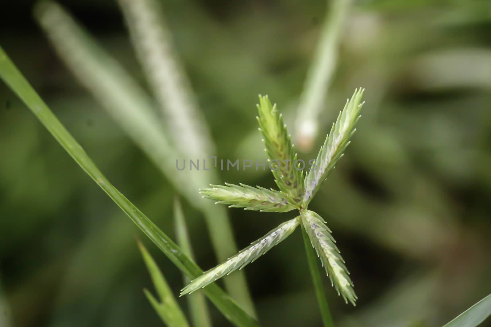 Sprout seed and green leaf. Fresh baby young plant growing in outdoor natural sunlight in vegetable garden field environment. Springtime outdoor macro photography. Beginning of new life grow concept. by sudiptabhowmick