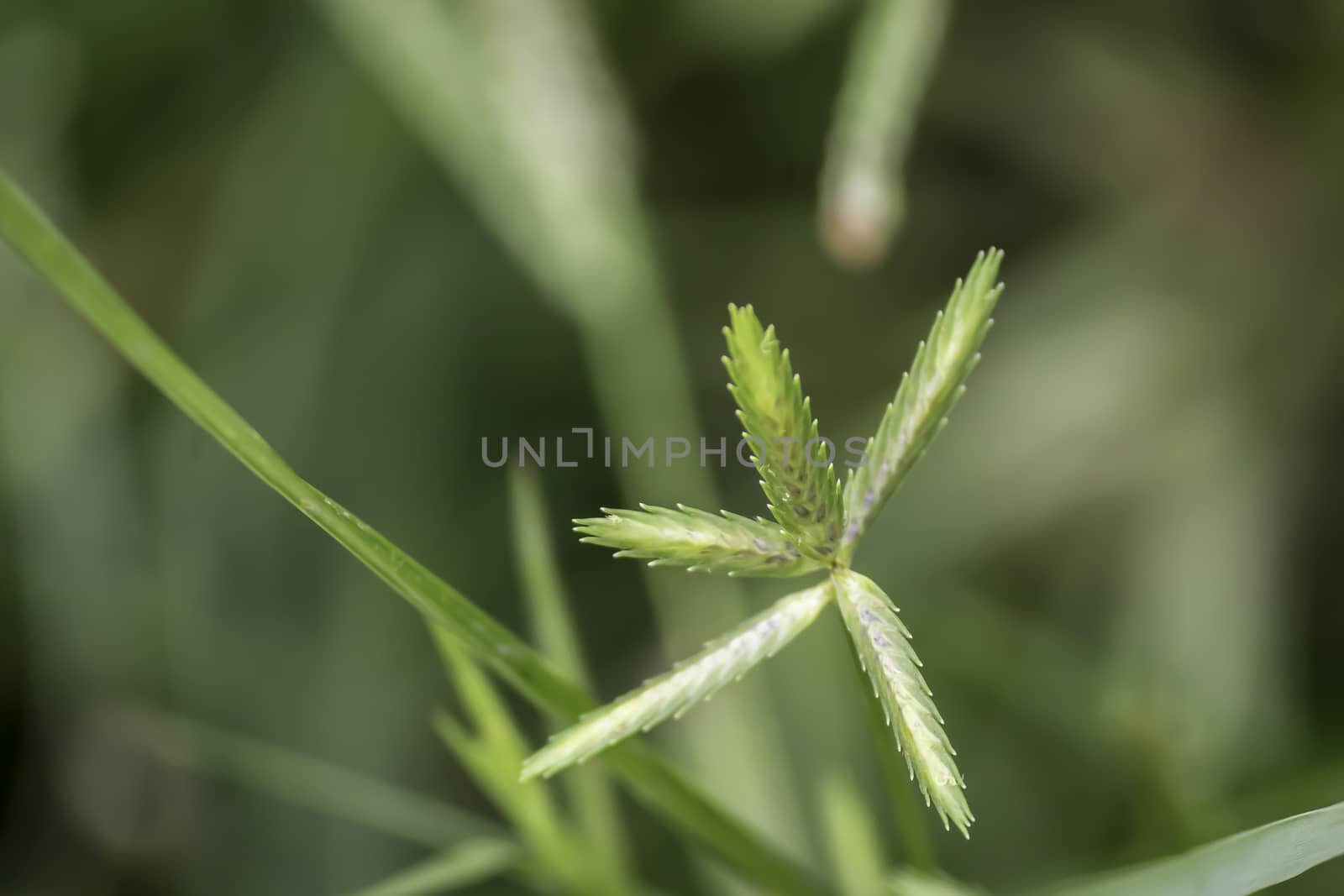 Sprout seed and green leaf. Fresh baby young plant growing in outdoor natural sunlight in vegetable garden field environment. Springtime outdoor macro photography. Beginning of new life grow concept. by sudiptabhowmick