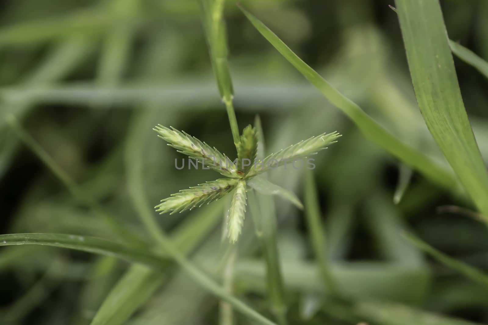 Sprout seed and green leaf. Fresh baby young plant growing in outdoor natural sunlight in vegetable garden field environment. Springtime outdoor macro photography. Beginning of new life grow concept. by sudiptabhowmick