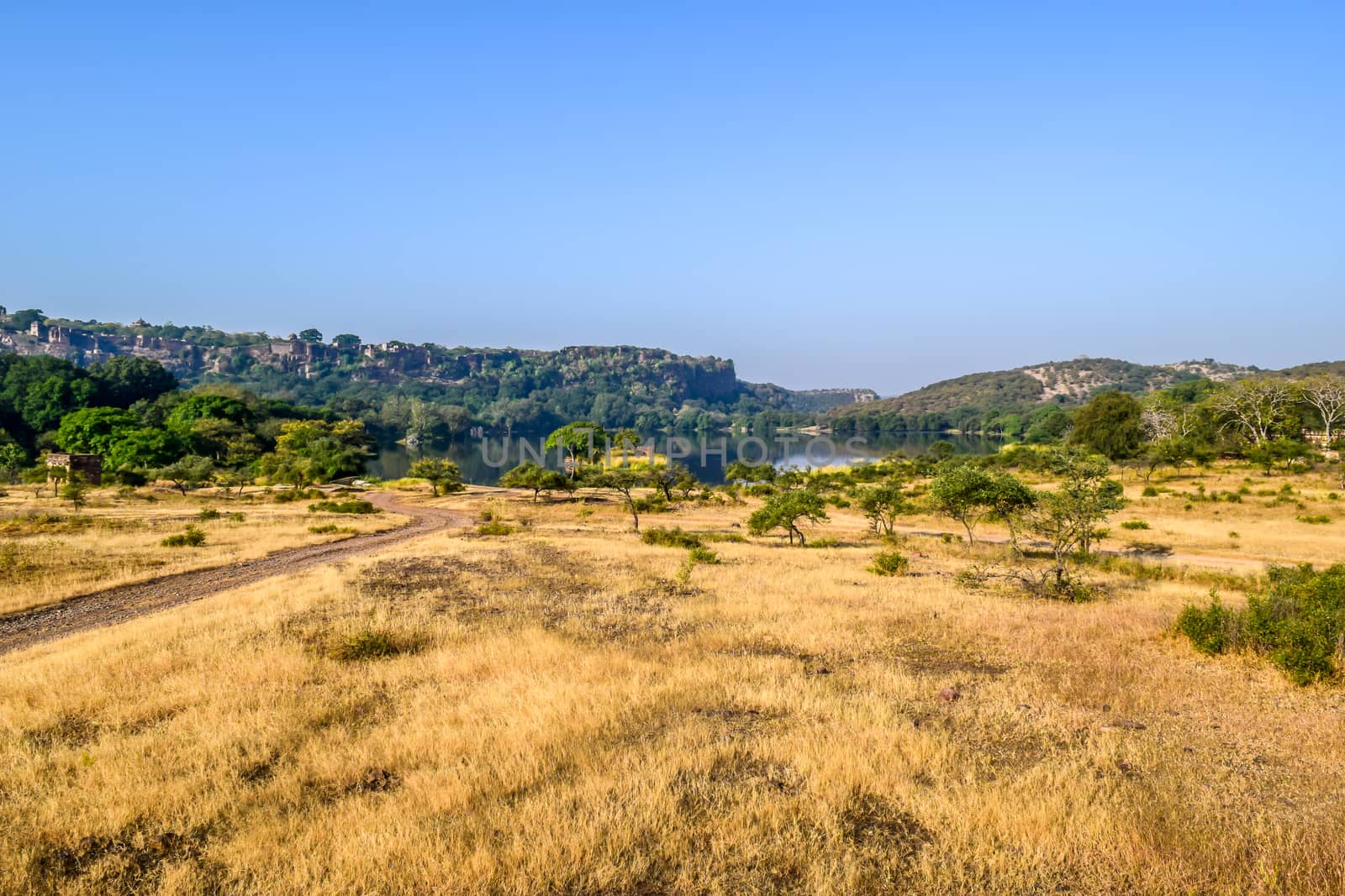 Inside view of RANTHAMBORE National Park, India Asia. As per Tourist group on jungle Safari, extreme danger location of forest for adventure tour. It is protected wildlife sanctuary in northern India.