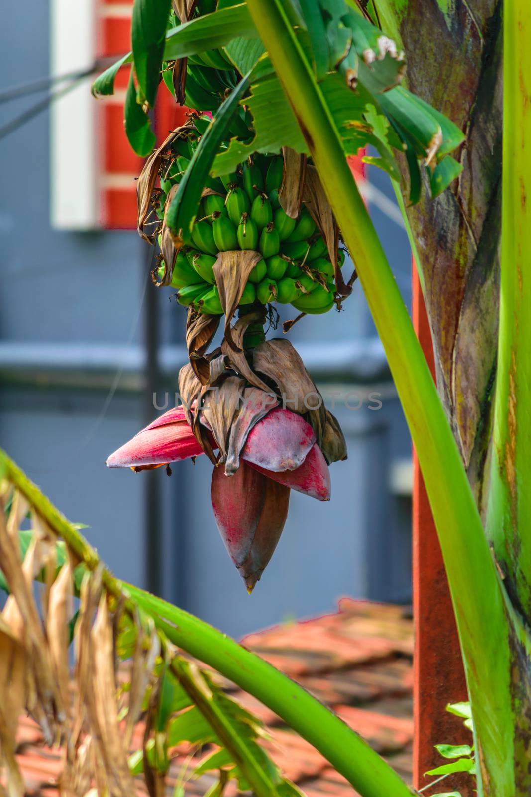 Beautiful Banana tree and pink bud hanging with bunch of growing, not fully ripe green bananas, plantation at rain-forest isolated from background. Close up view