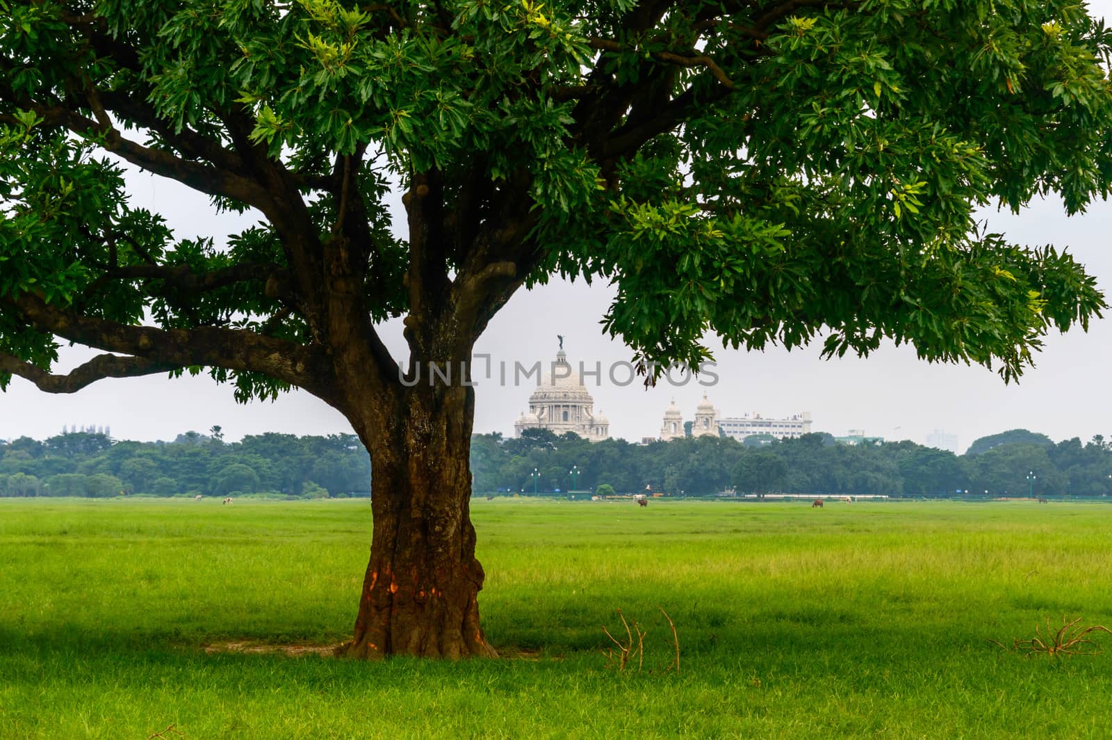A large oak tree in green field, isolated against white sky background.