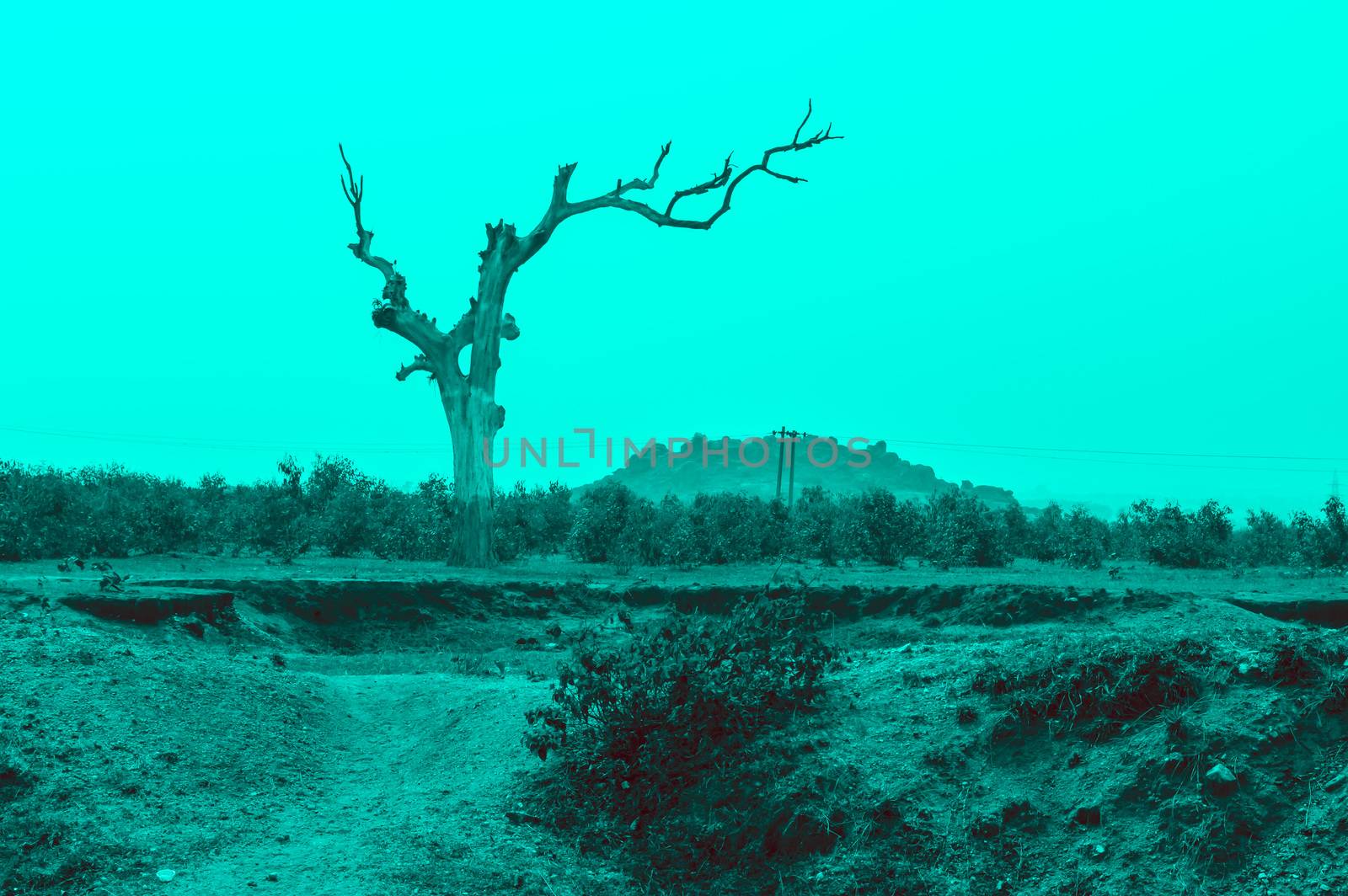 A big dead bare tree in a meadow. Abstract nature background concept