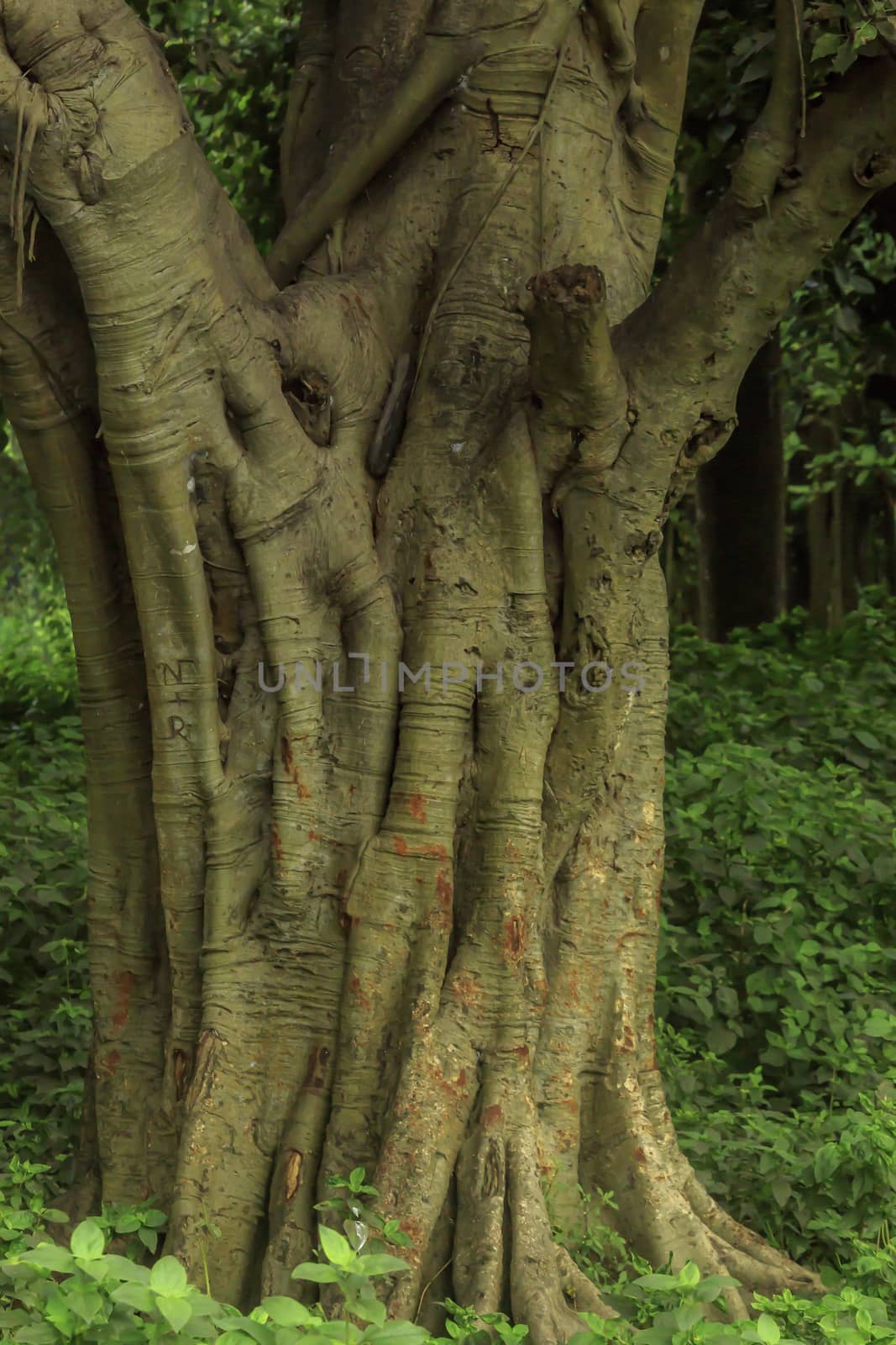 single plant stem close up in isolated natural background