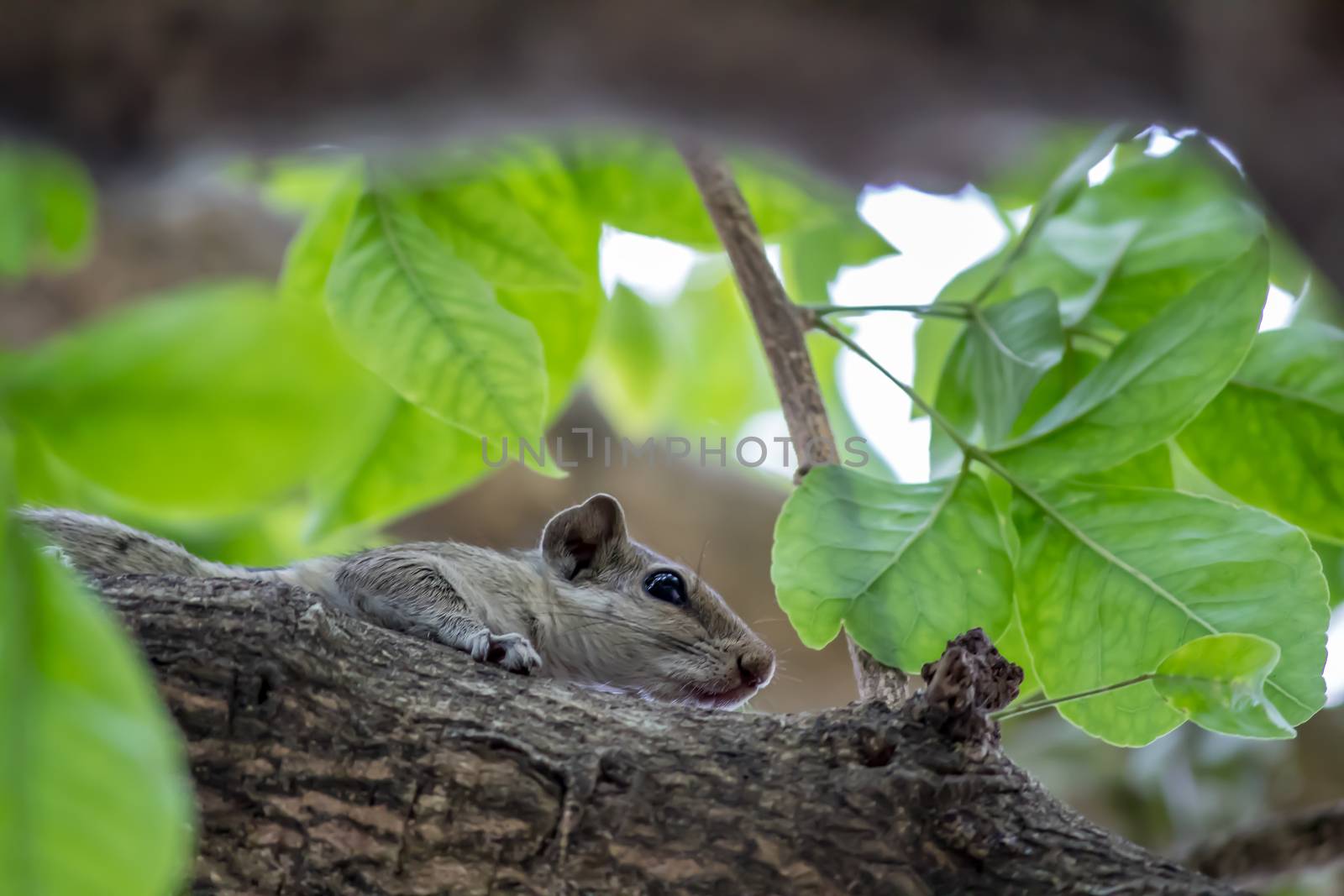 Squirrel sitting in a tree branch