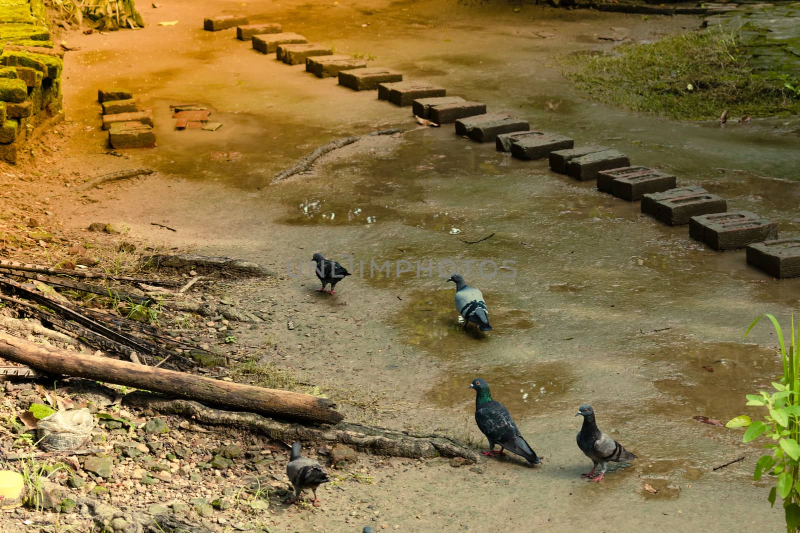 View Flock of beautiful feral pigeons close up. Pigeon birds: Symbol of peace. Kolkata, India, Asia