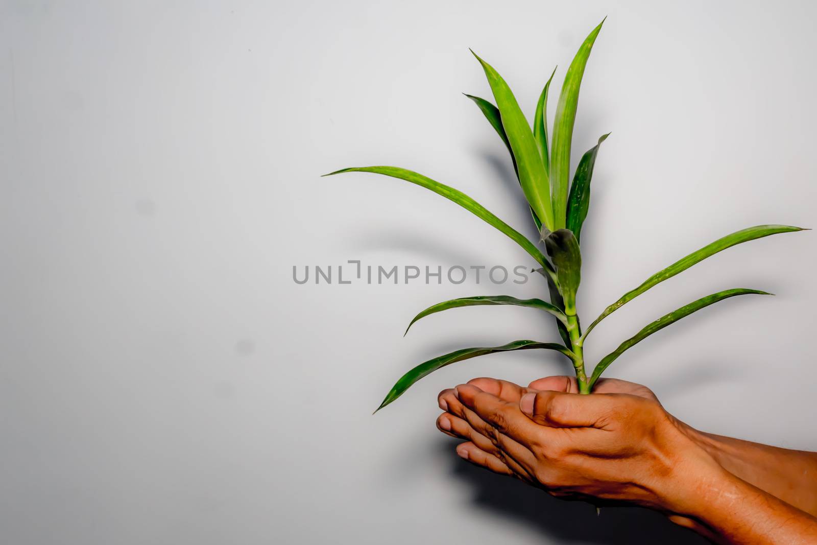 A man holding a beautiful and fresh growing green tree isolated on white background. Conceptual Image. Useful for save planet or environment protection or Business growth and development concept.
