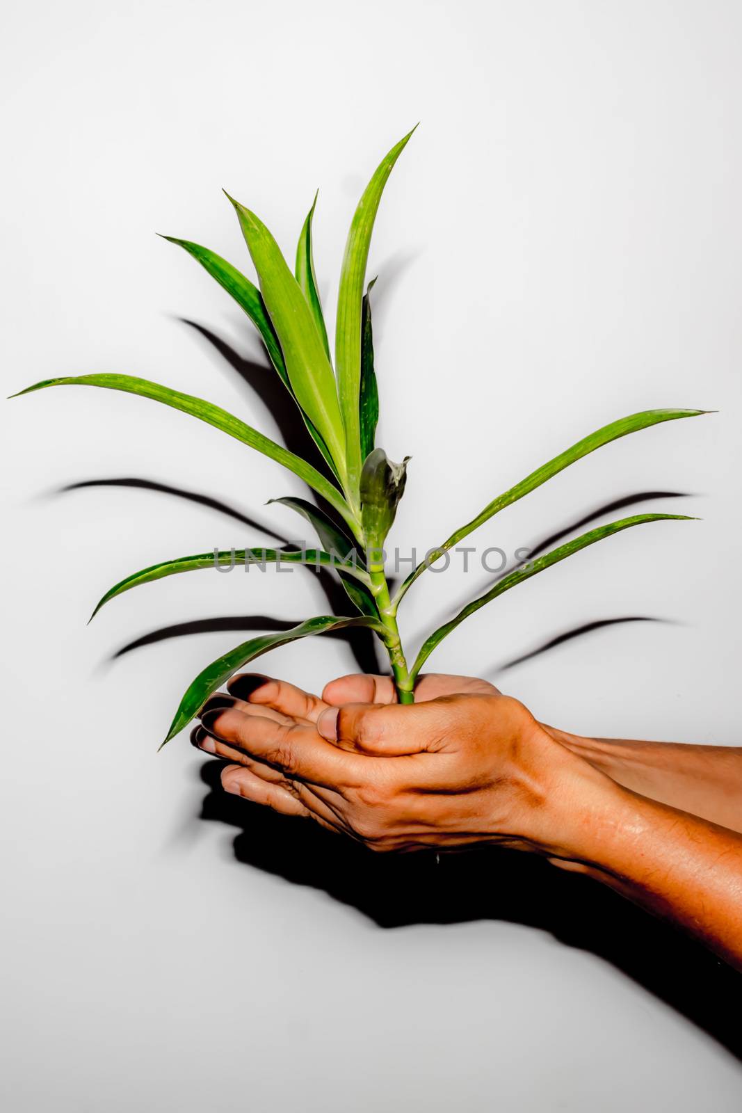 Plant in hand close up by sudiptabhowmick