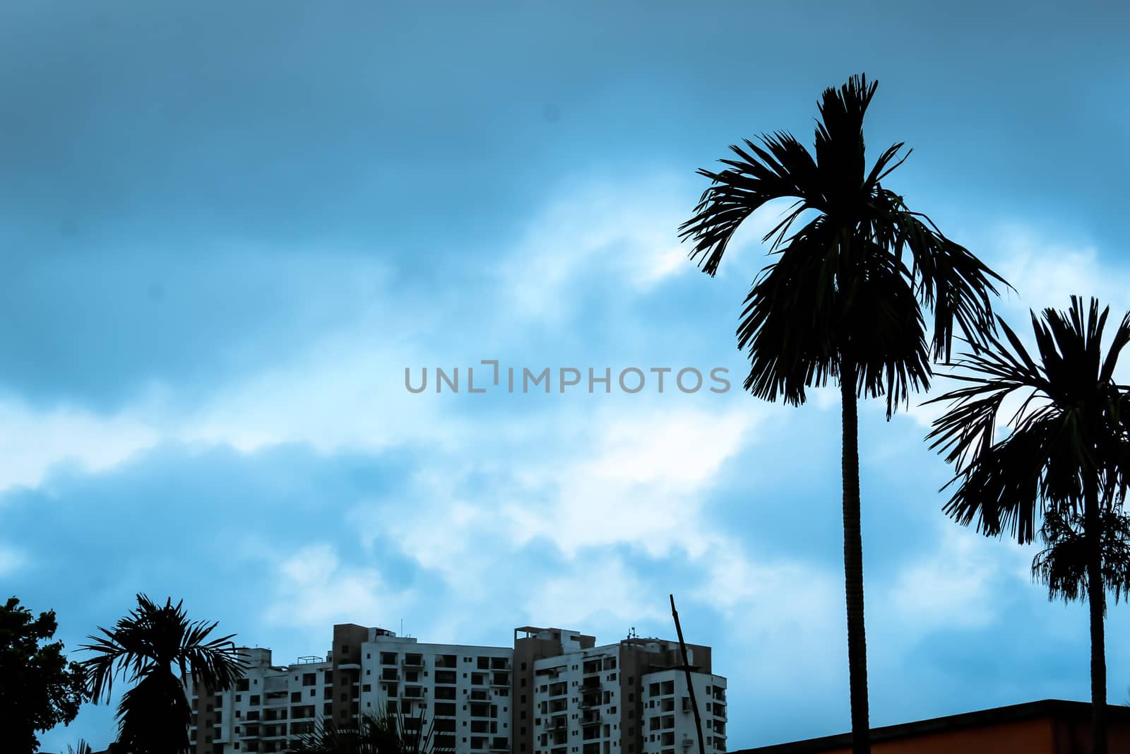 View of City weather just before rain. Focus on tree top and urban city building.