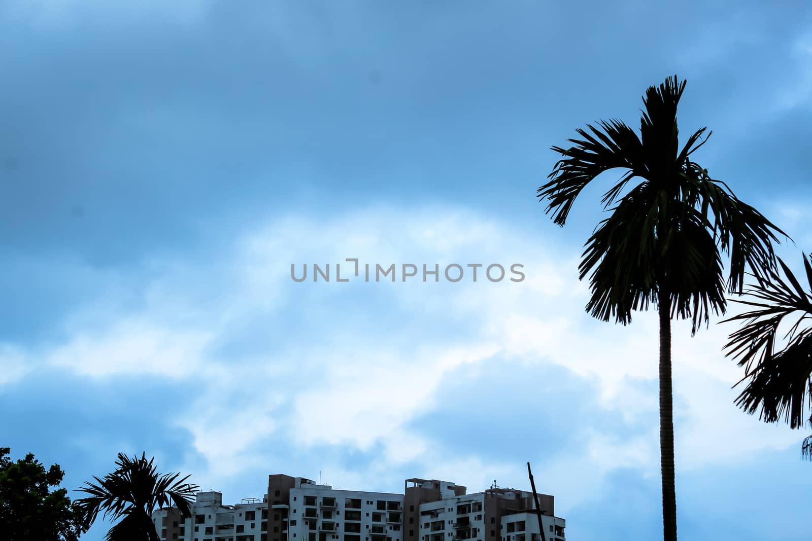 View of City weather just before rain. Focus on tree top and urban city building.