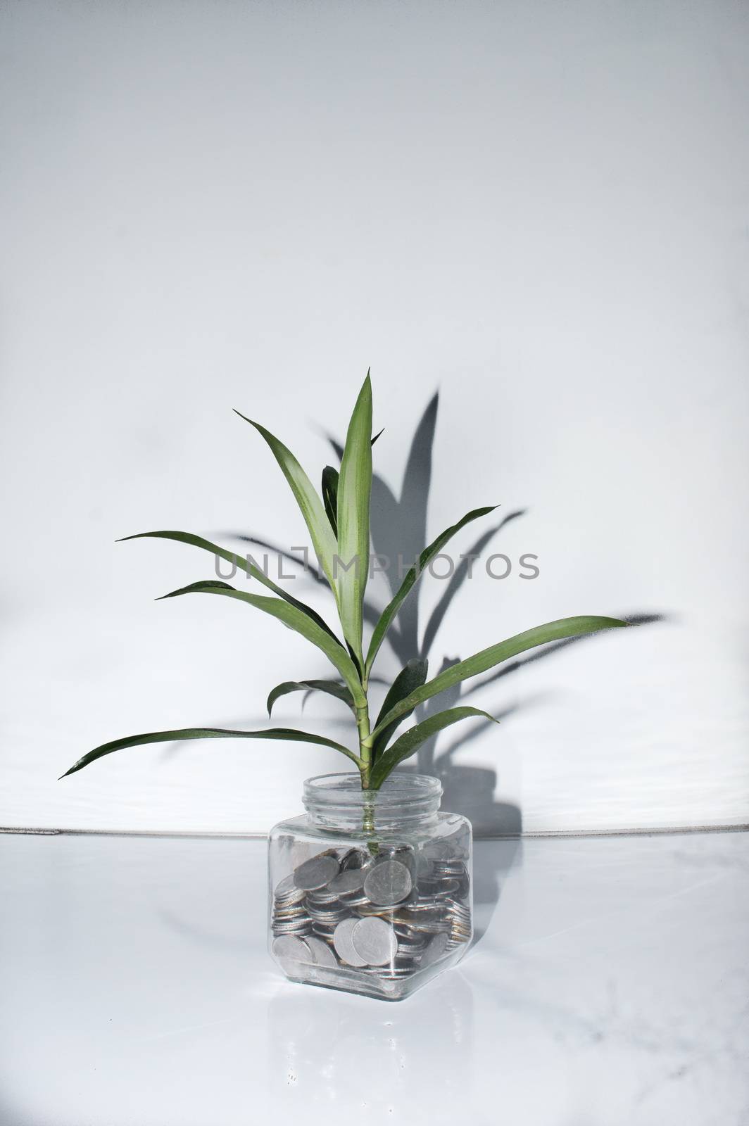 Plant growing out of coins in a glass jar. by sudiptabhowmick