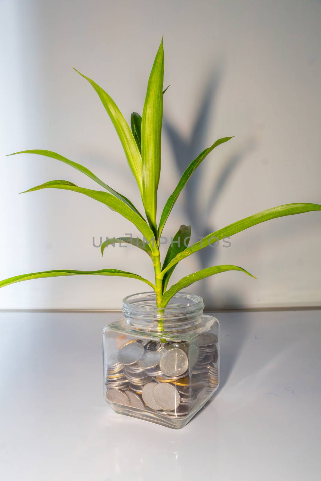 Plant growing out of coins in a glass jar. by sudiptabhowmick