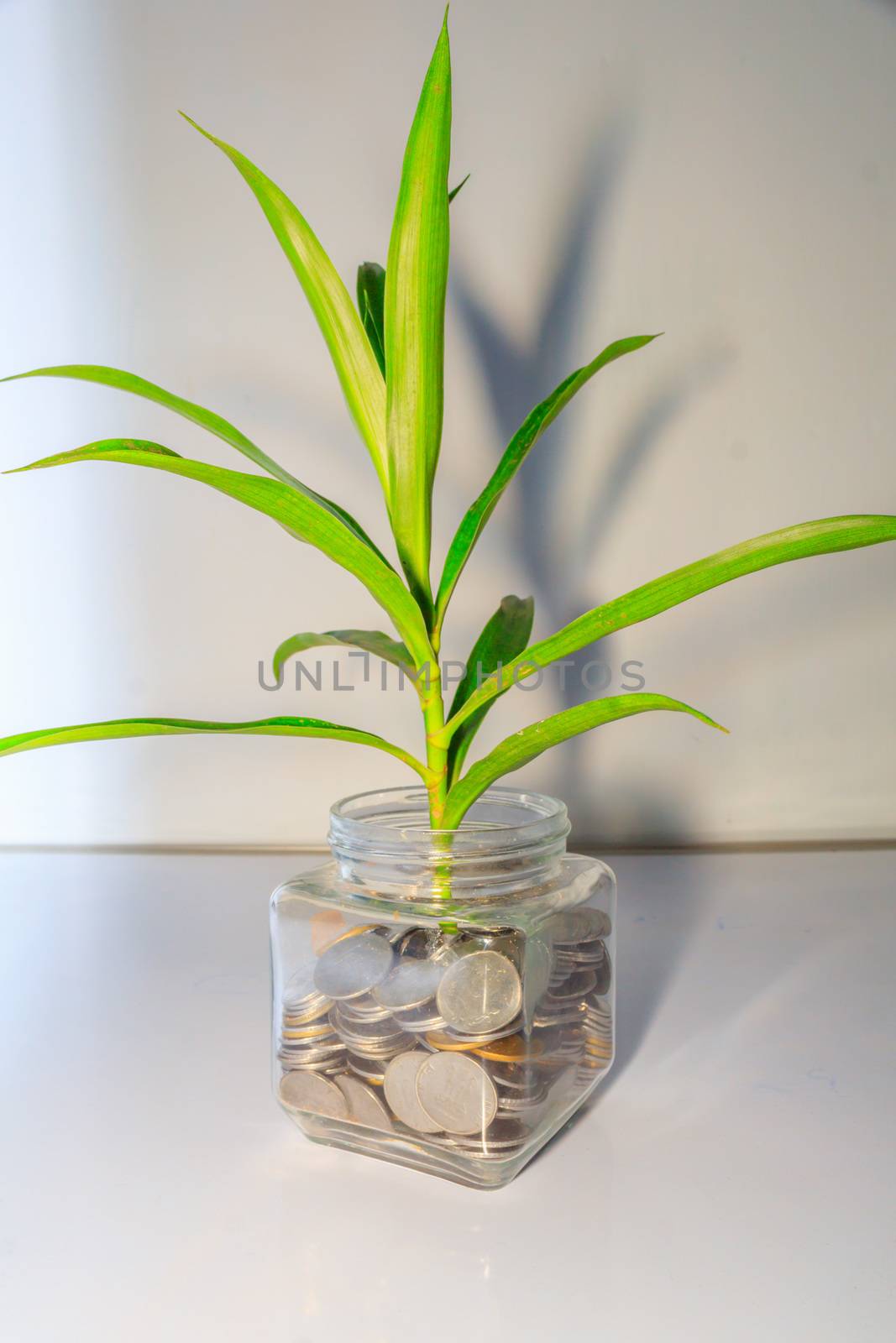 Plant growing out of coins in a glass jar. Business Money growth concept. by sudiptabhowmick