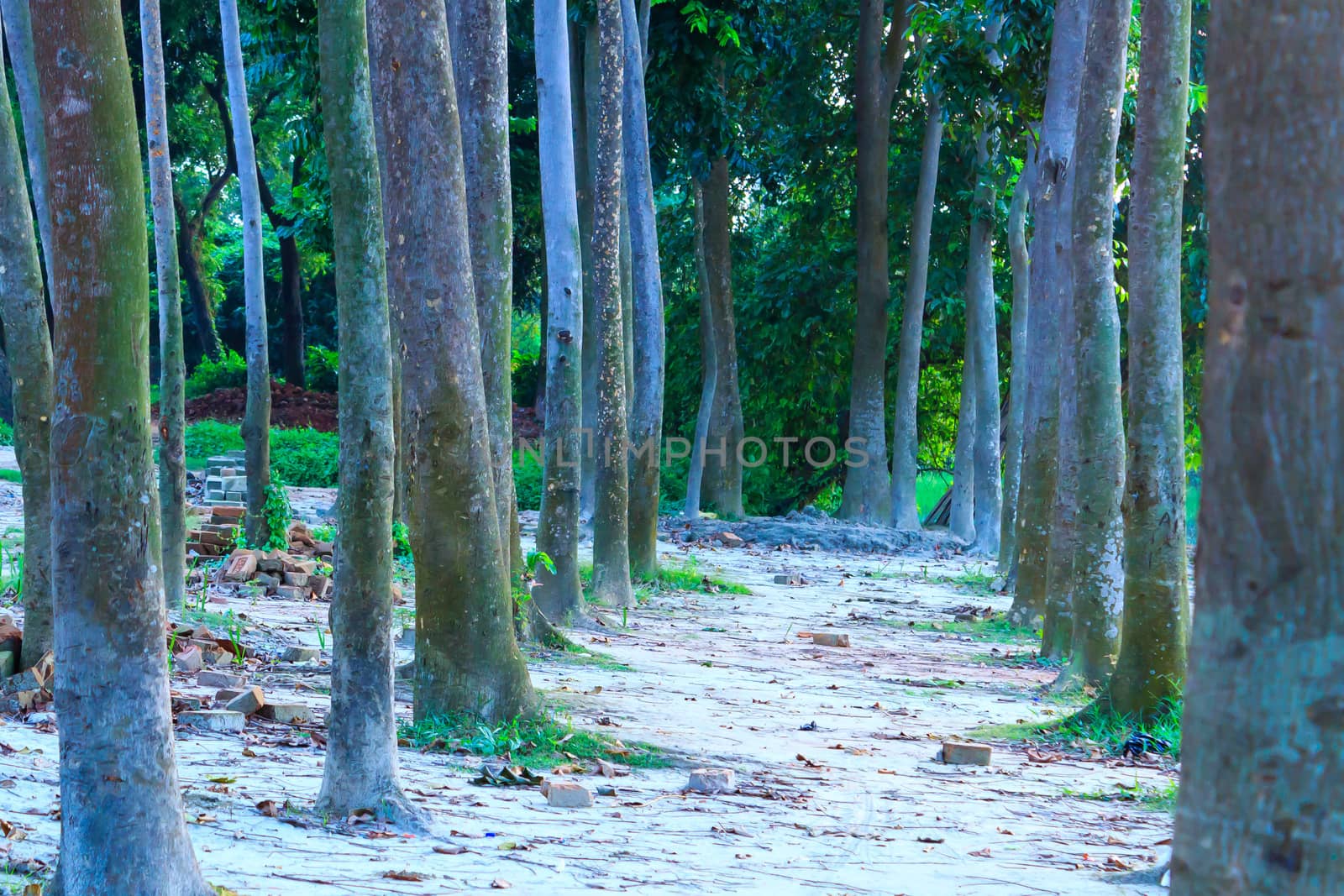 Rural road lined by oak trees. Walkway in the park with trees forest. the place for people to relax in Botanical Garden View, Kolkata, India in the afternoon with fresh air.