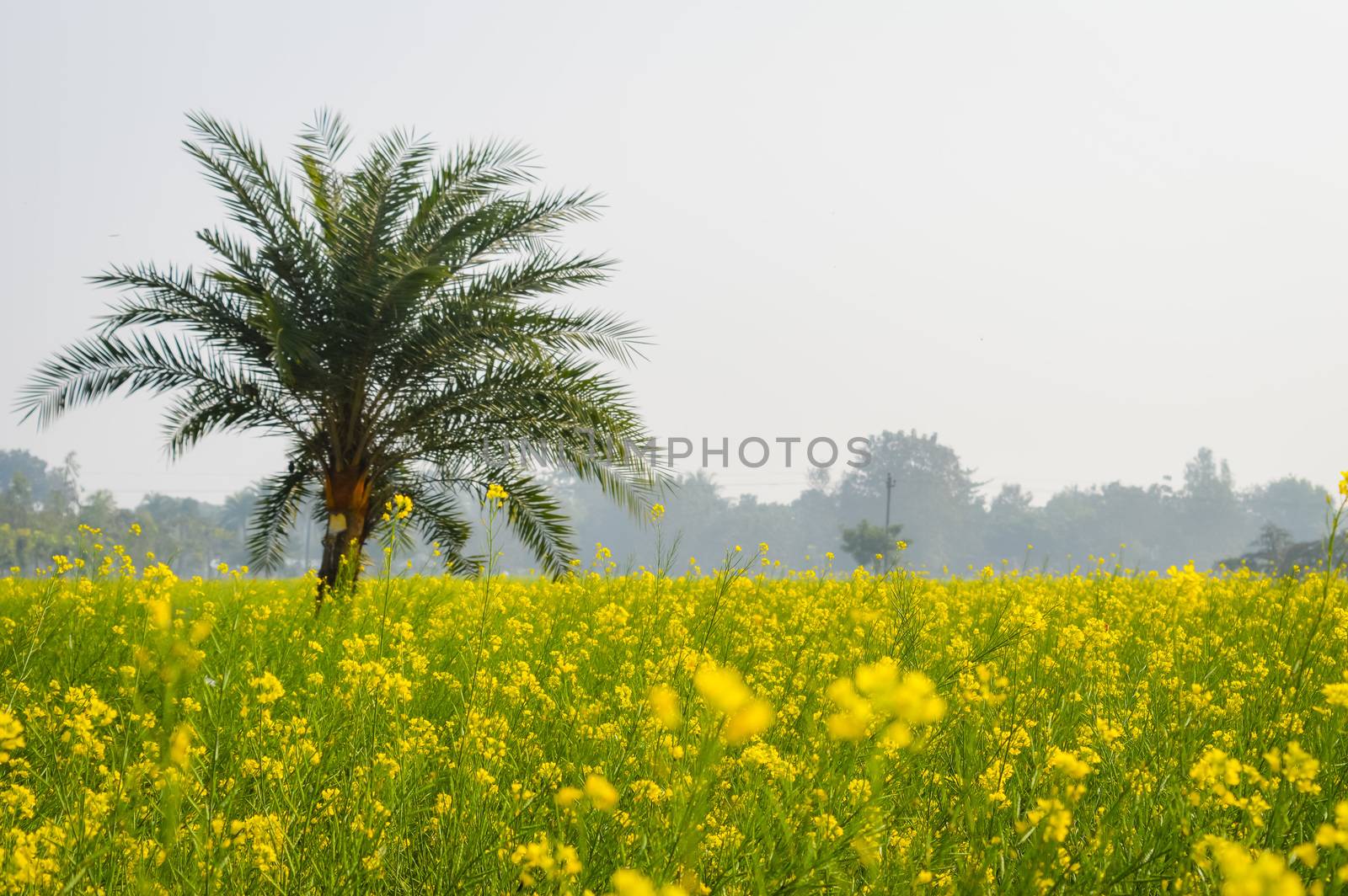 Landscape view of Yellow color rapeseed muster flowers On the horizon of woodland Nadia, West Bengal, India. Scientific name: "Brassica NapusFlowers". Blooming agriculture field outdoors photography.