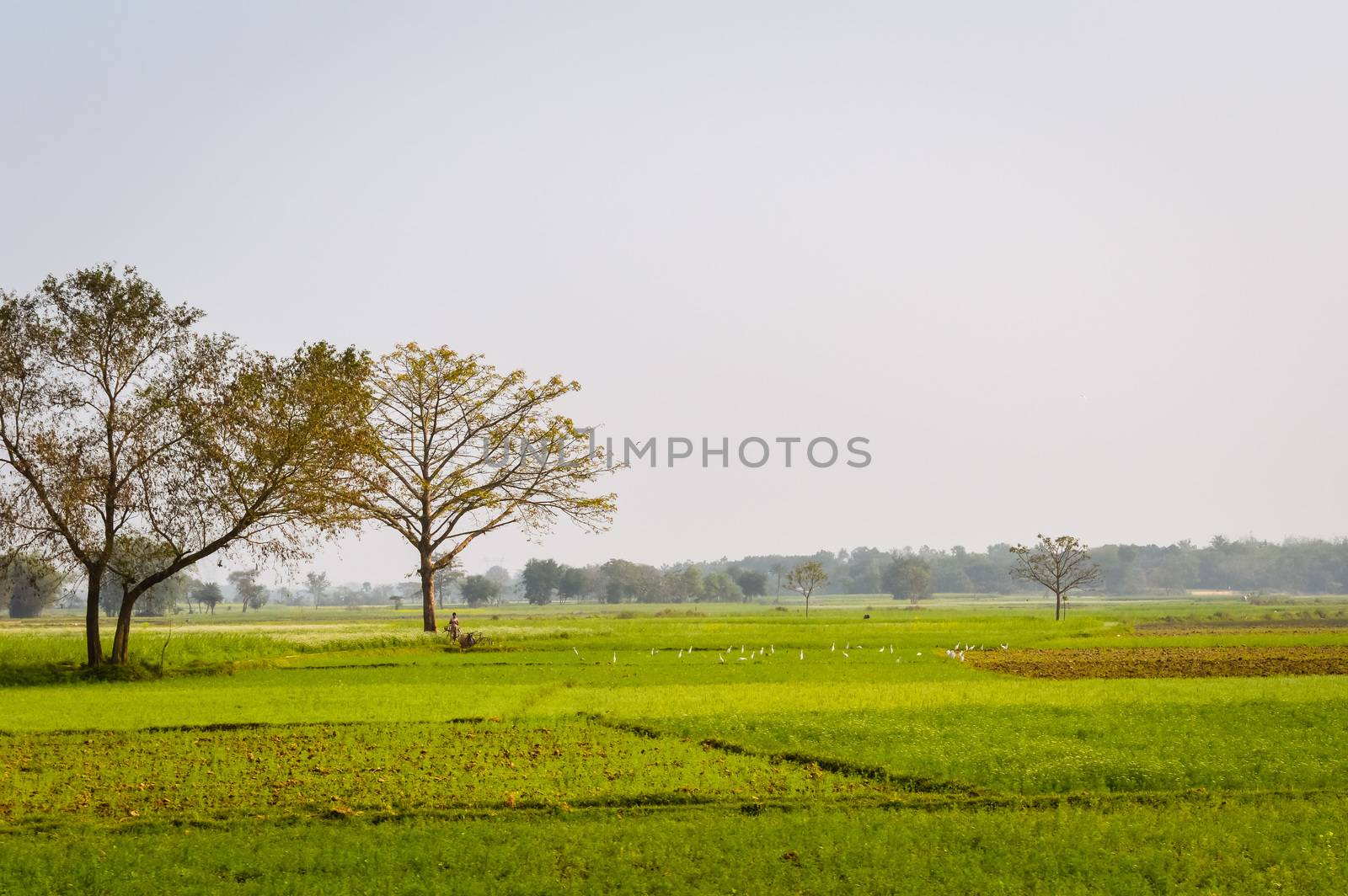 Landscape view of Yellow color rapeseed muster flowers On the horizon of woodland Nadia, West Bengal, India. Scientific name: "Brassica NapusFlowers". Blooming agriculture field outdoors photography.