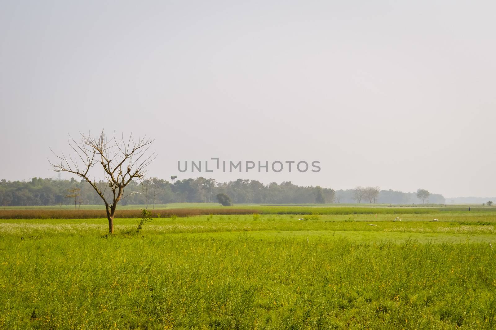 Landscape view of Yellow color rapeseed muster flowers On the horizon of woodland Nadia, West Bengal, India. Scientific name: "Brassica NapusFlowers". Blooming agriculture field outdoors photography.