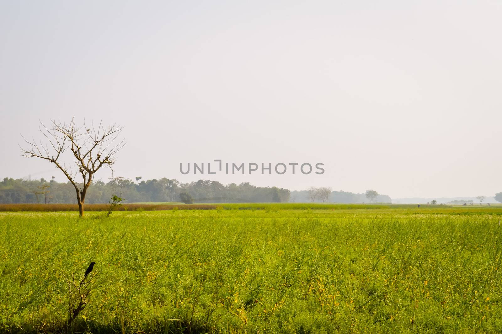 Landscape view of Yellow color rapeseed muster flowers On the horizon of woodland Nadia, West Bengal, India. Scientific name: "Brassica NapusFlowers". Blooming agriculture field outdoors photography.