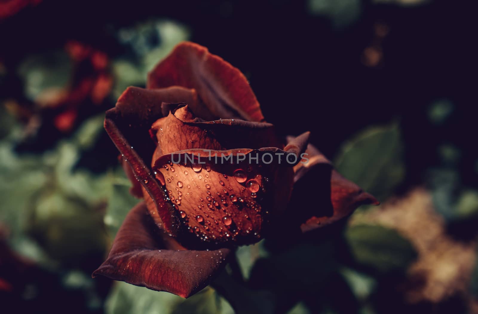 Beautiful colorful Rose with water drops on it