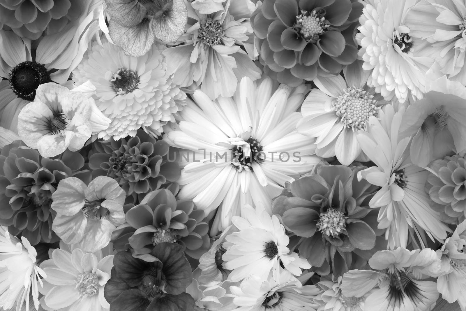 Large calendula flower among mixed blooms - nasturtiums, dahlias and cosmos - monochrome processing