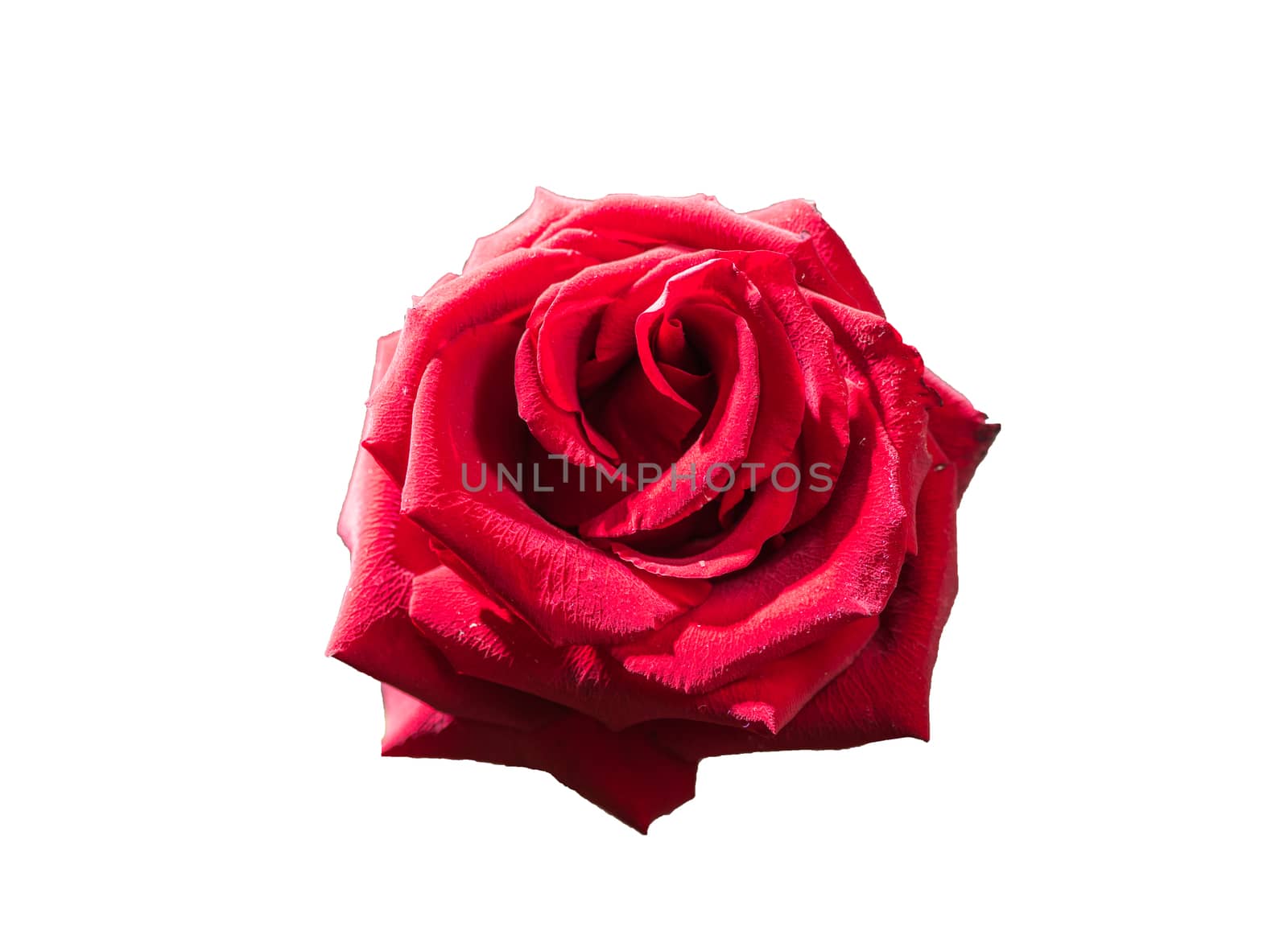 Red rose single flower isolated on white background by claire_lucia