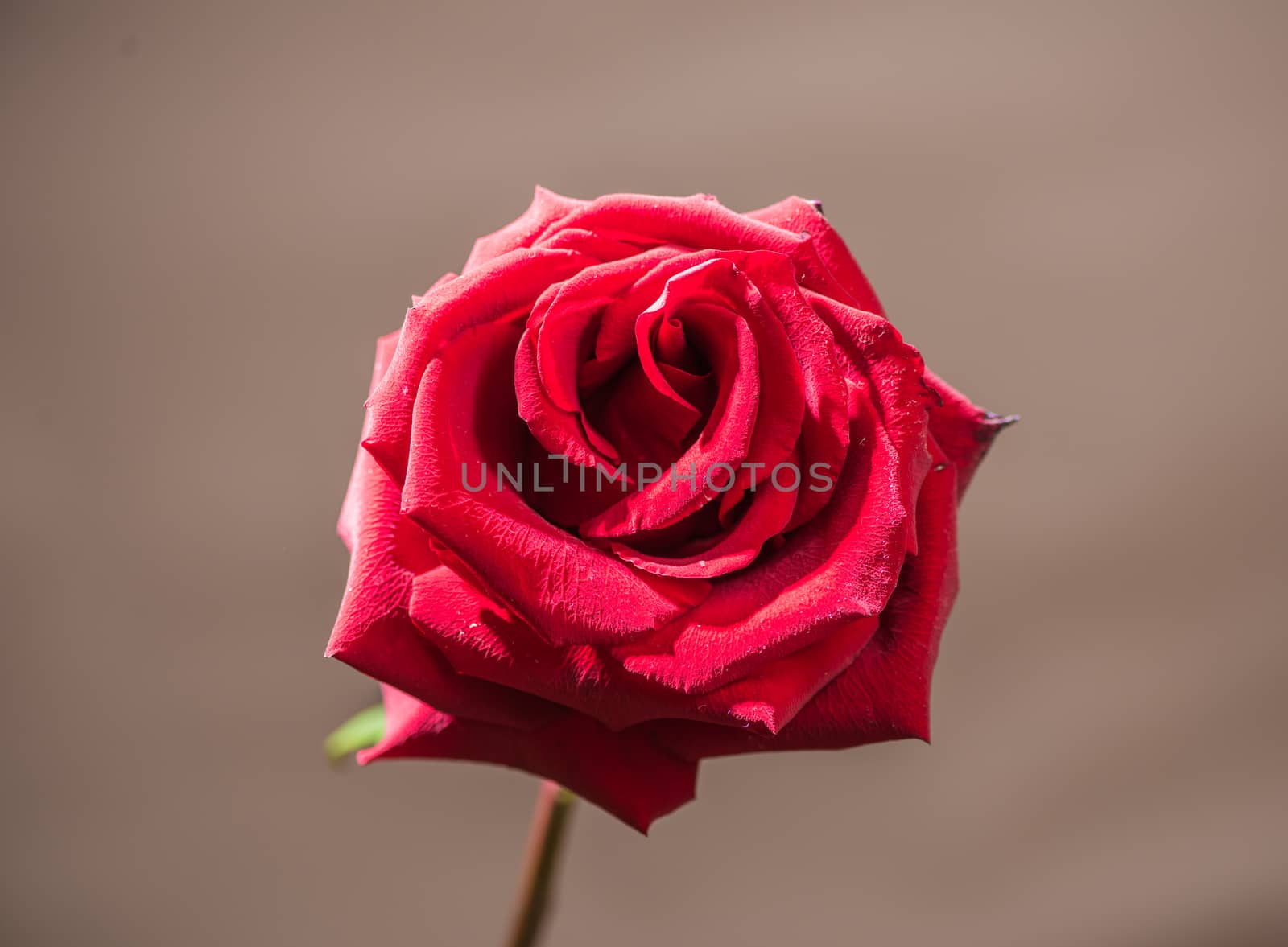 One red rose on a stem on a gray background, Valentine's day by claire_lucia