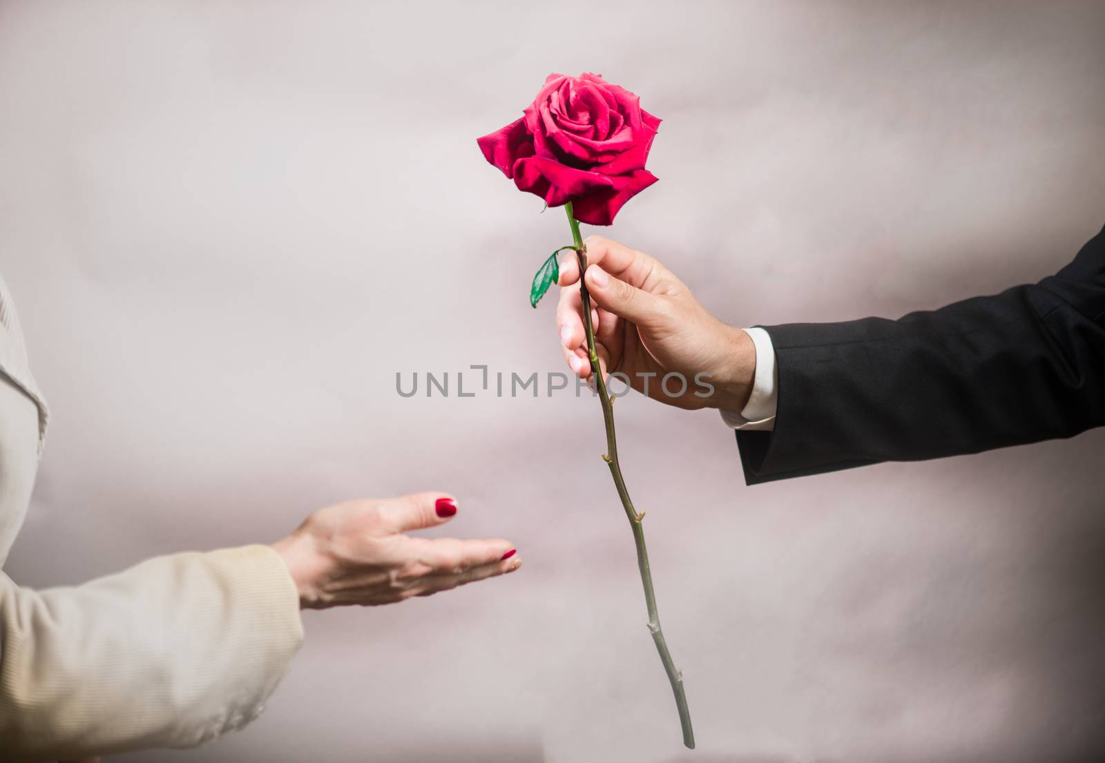 A man's hand stretches out a beautiful rose to a woman, Valentine's day concept