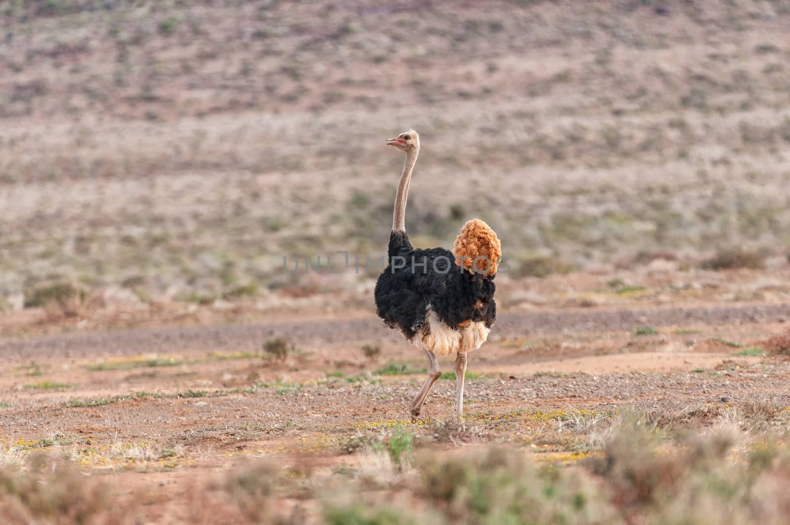A male ostrich, Struthio camelus, running in the Tankwa Karoo in the Northern Cape Province of South Africa