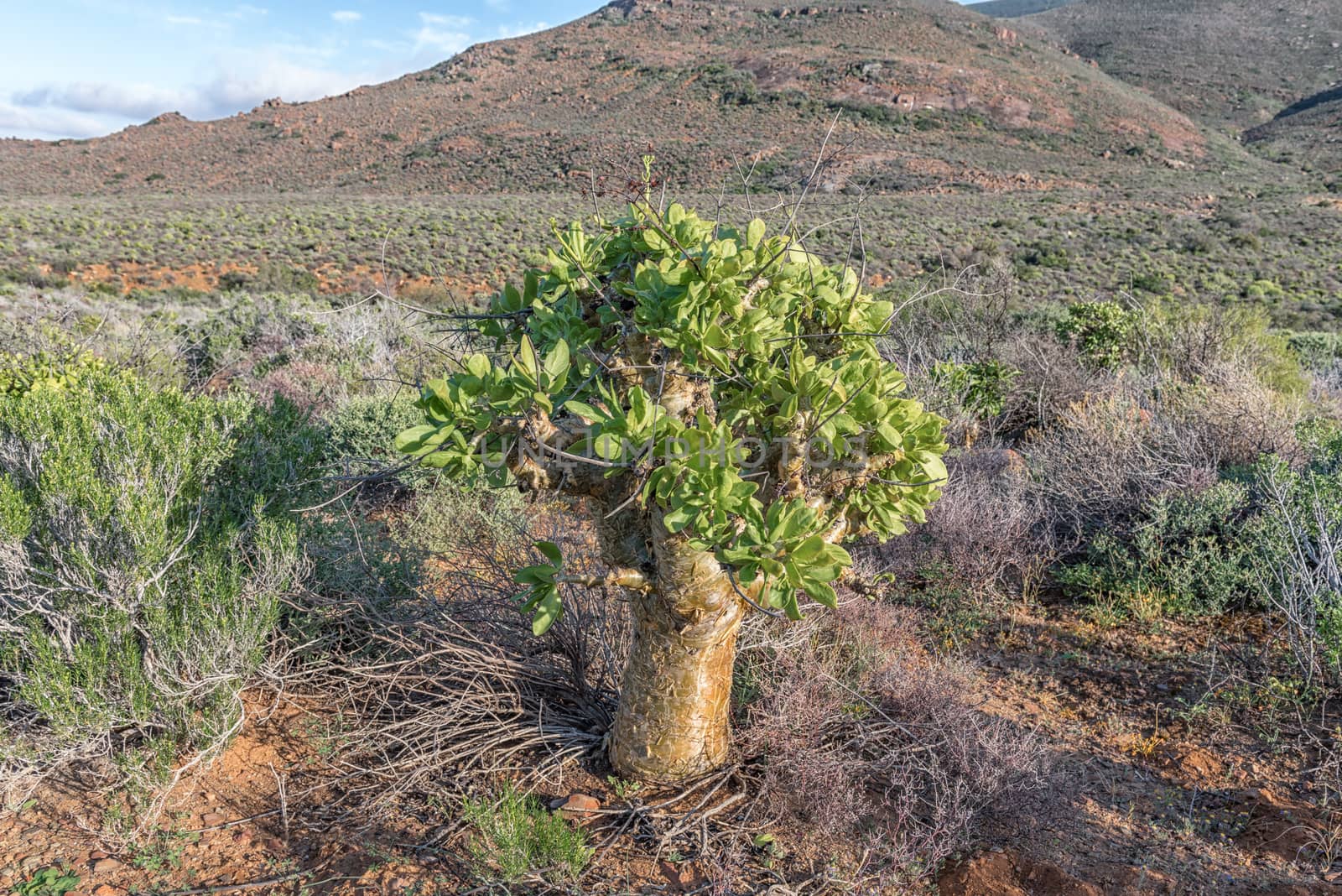 A botterboom (butter tree), Tylecodon paniculatus, in the Tankwa Karoo of South Africa